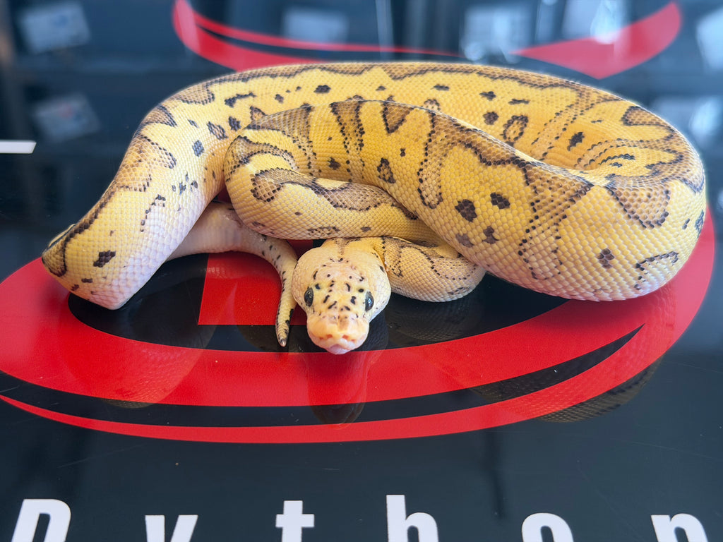 Pastel Fire Clown
