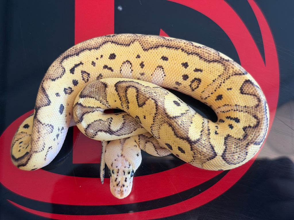 Pastel Fire Clown