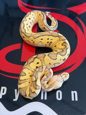 Pastel Fire Clown