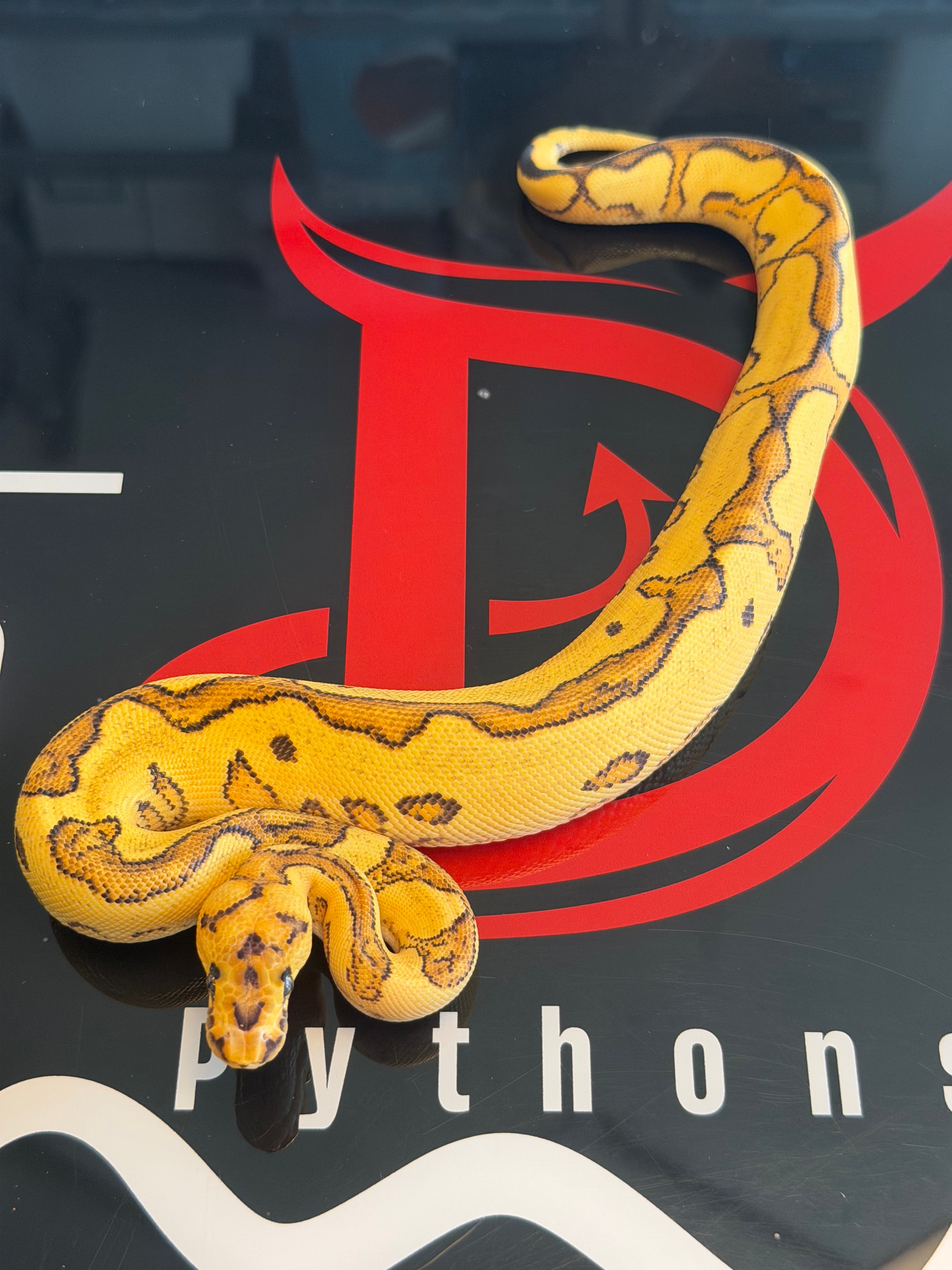 Orange Dream Fire Yellowbelly clown