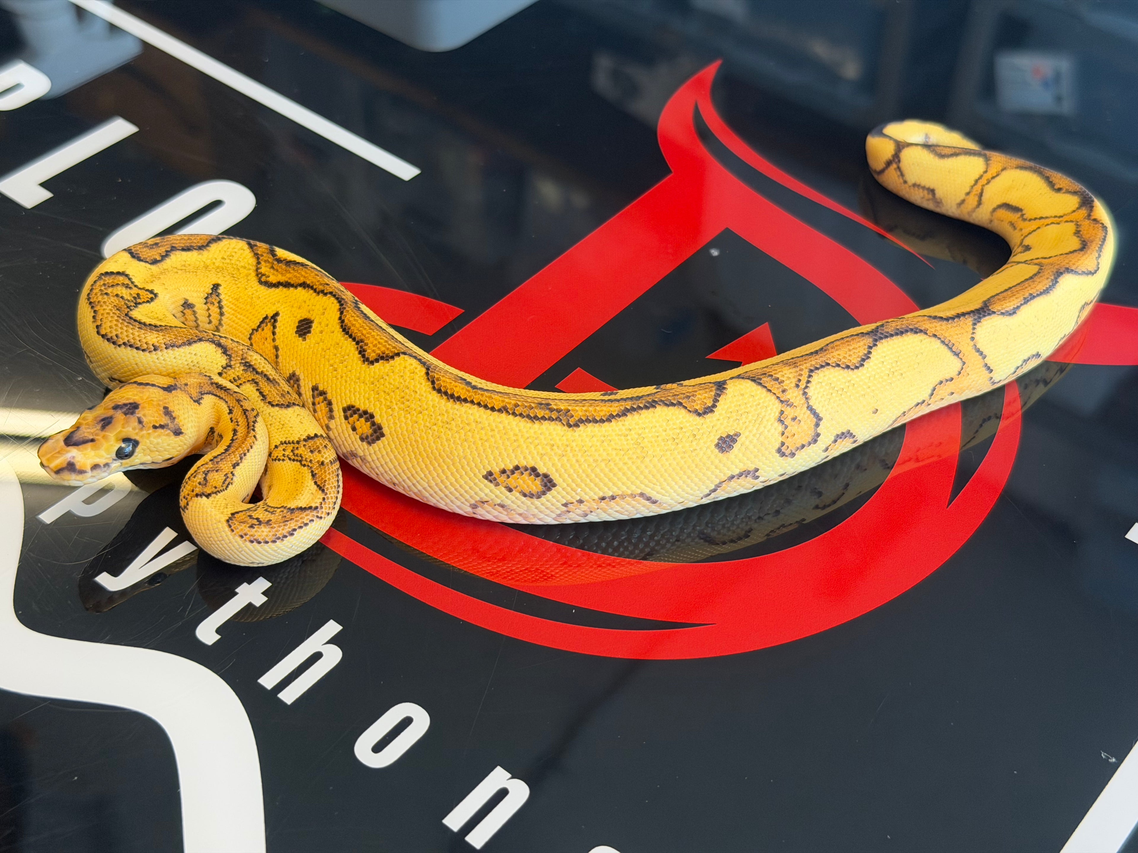 Orange Dream Fire Yellowbelly clown