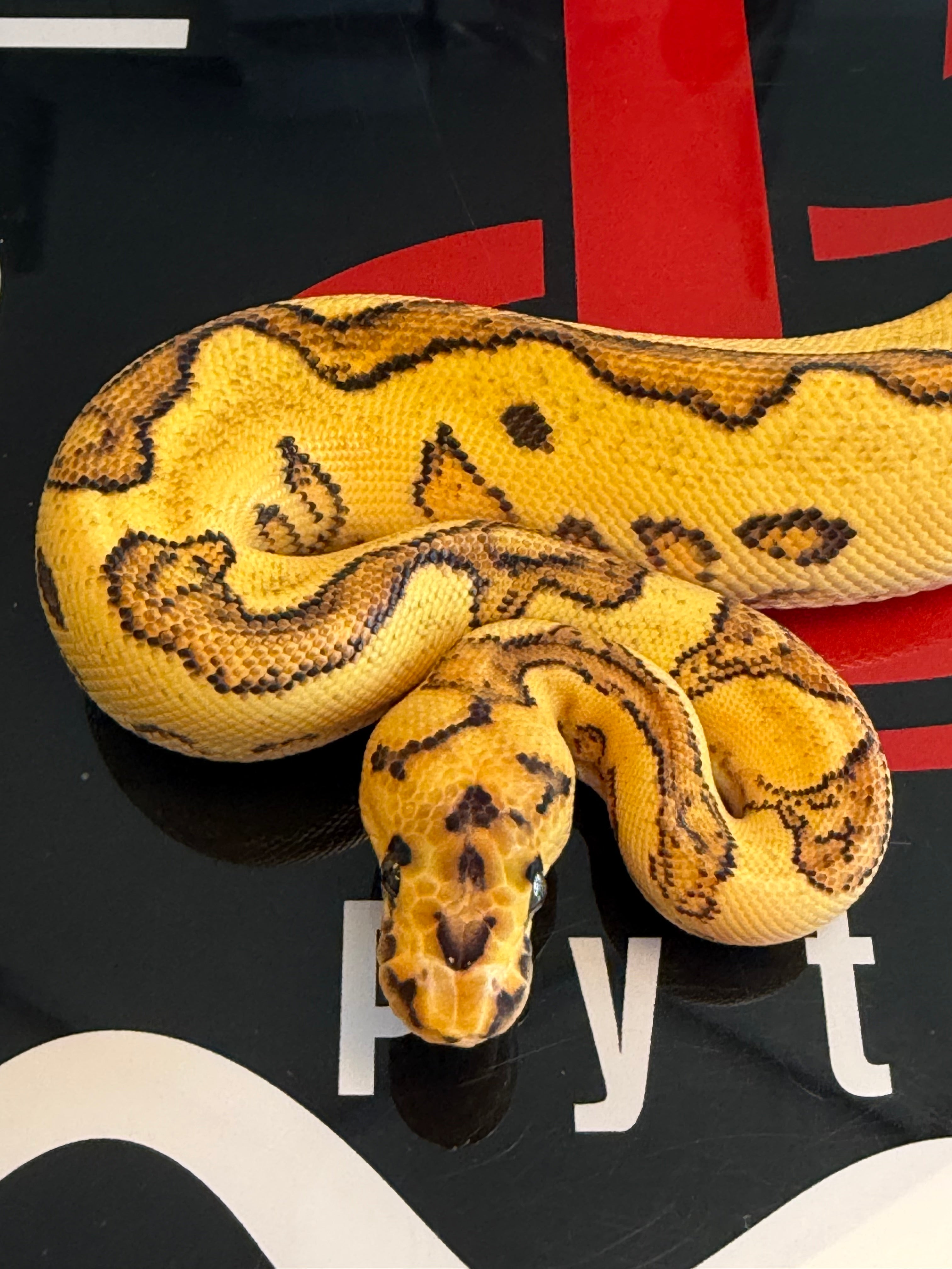 Orange Dream Fire Yellowbelly clown