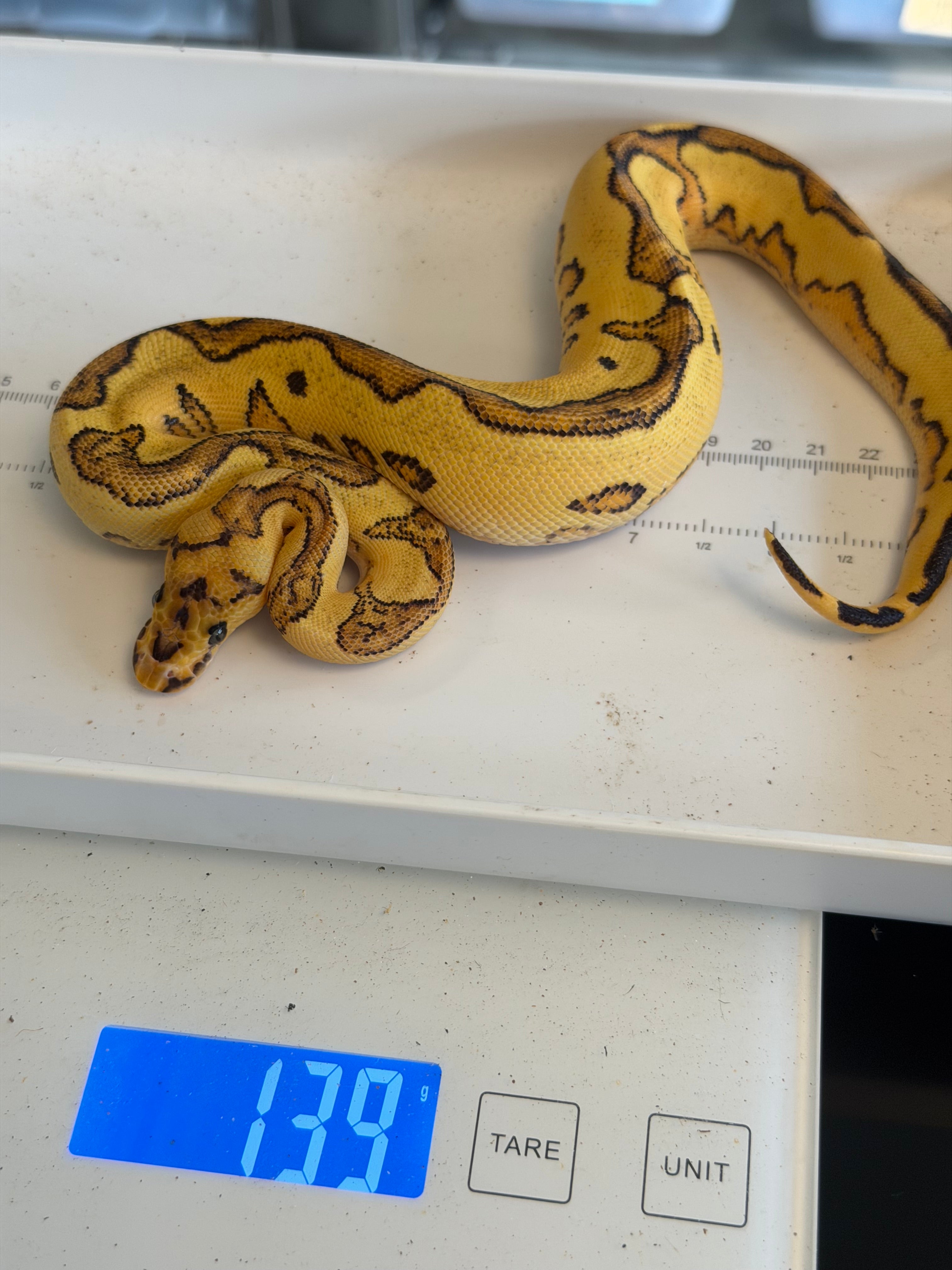 Orange Dream Fire Yellowbelly clown