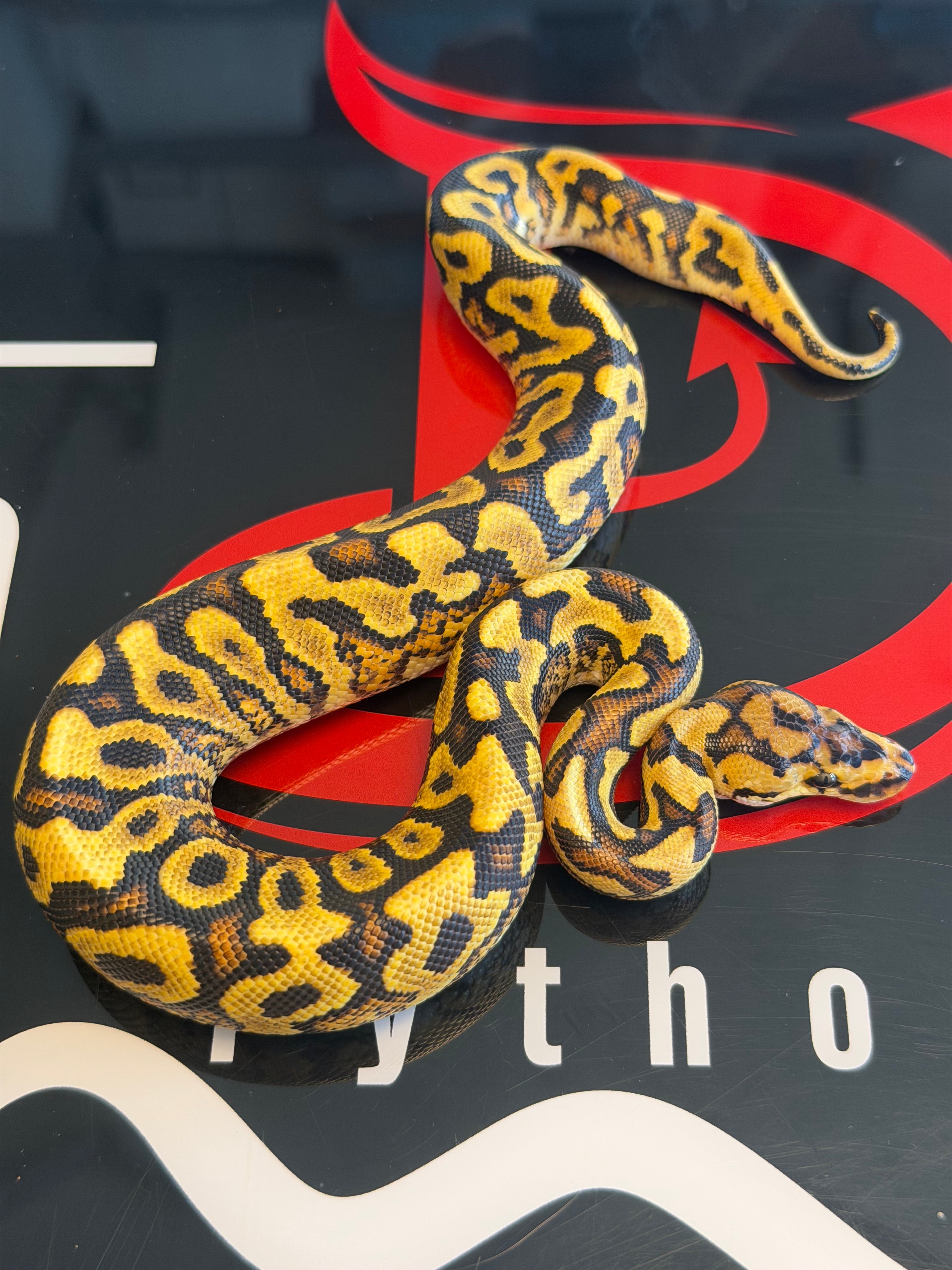 Yellow and black patterned snake on a black background with red and white text