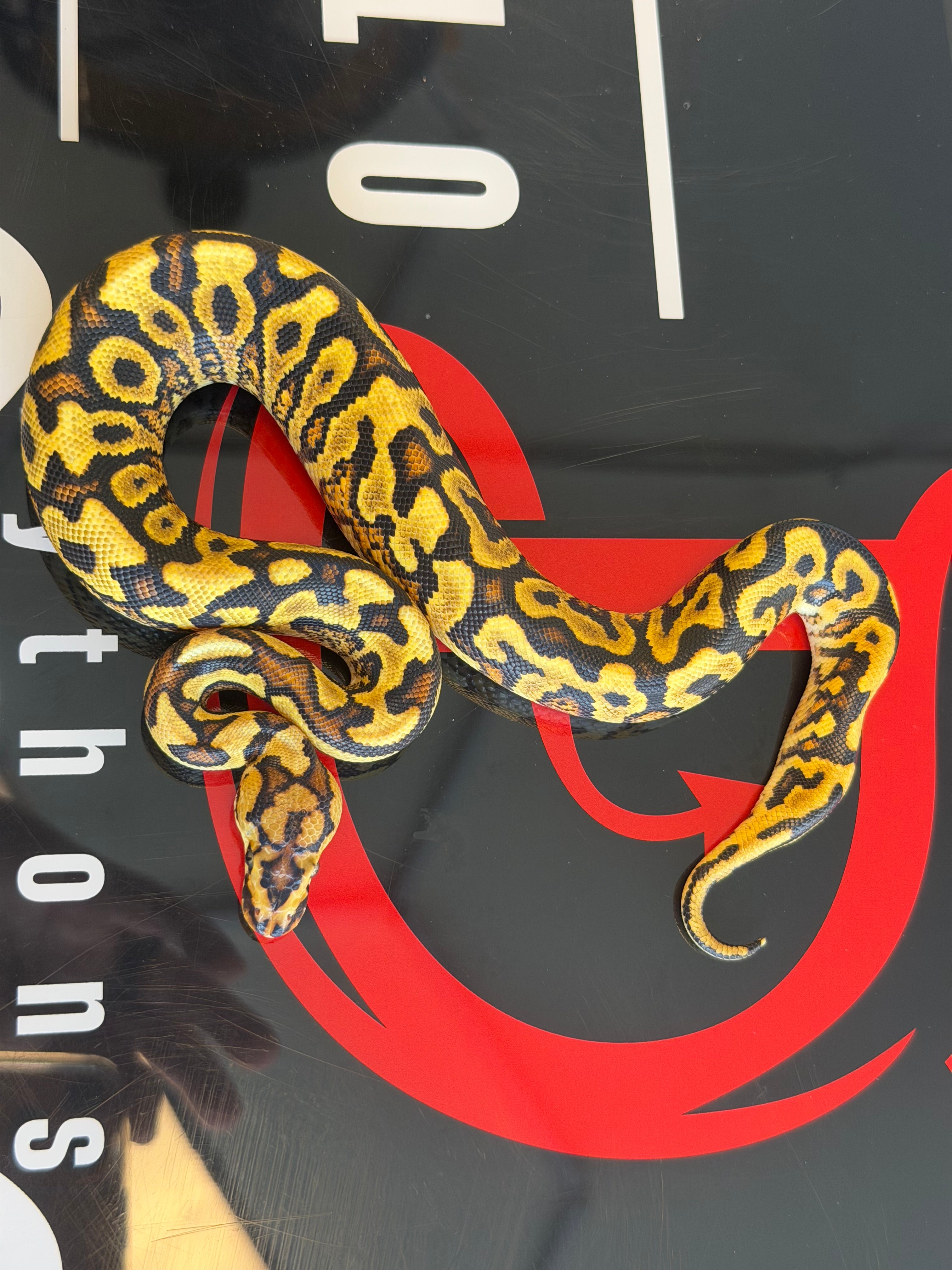 Spotnose Yellowbelly Dbl Het Cryptic & Clown