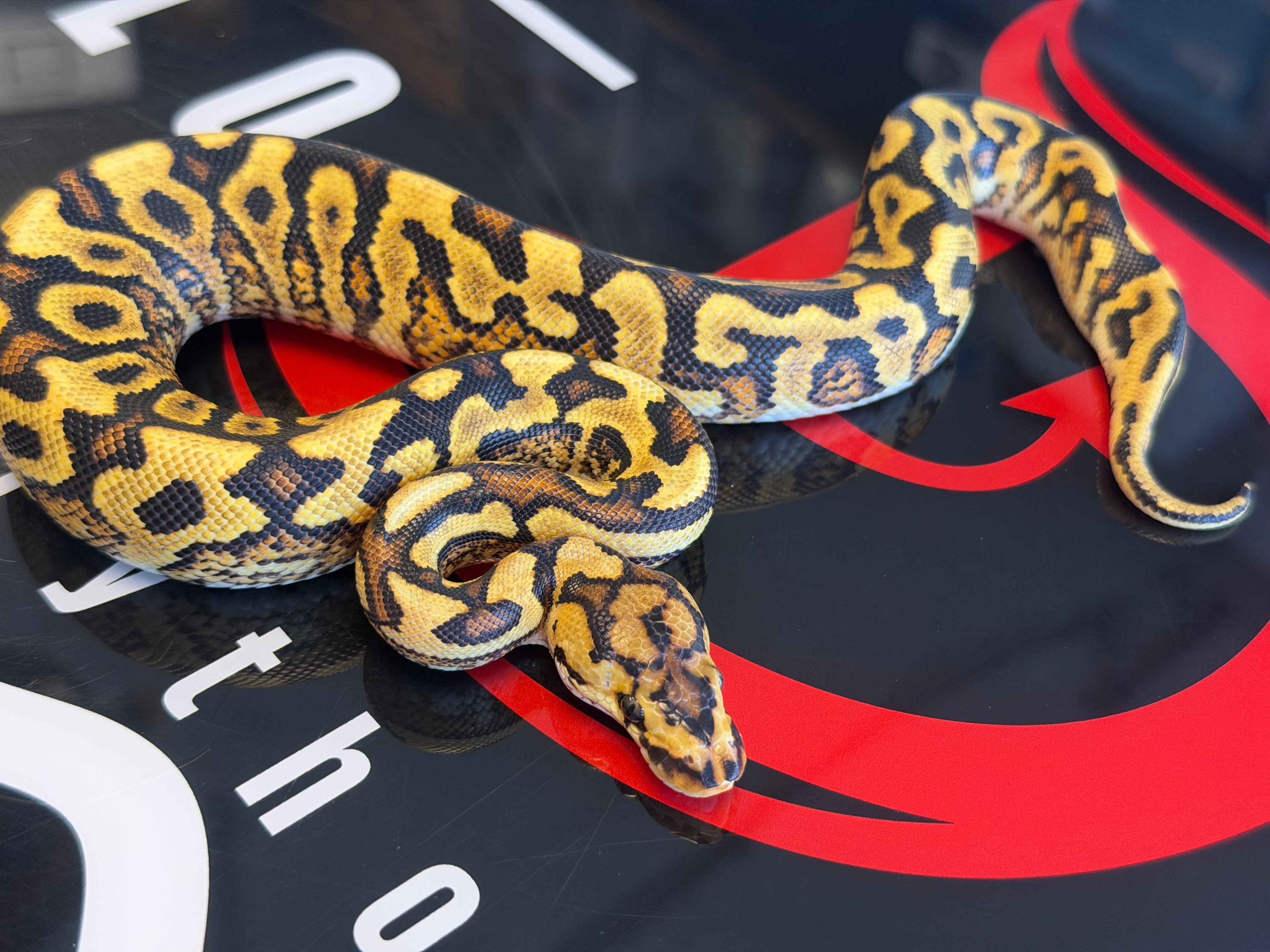 Spotnose Pastel Dbl Het Cryptic & Clown