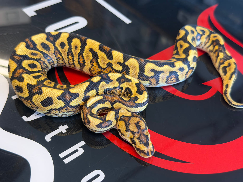 Spotnose Yellowbelly Dbl Het Cryptic & Clown
