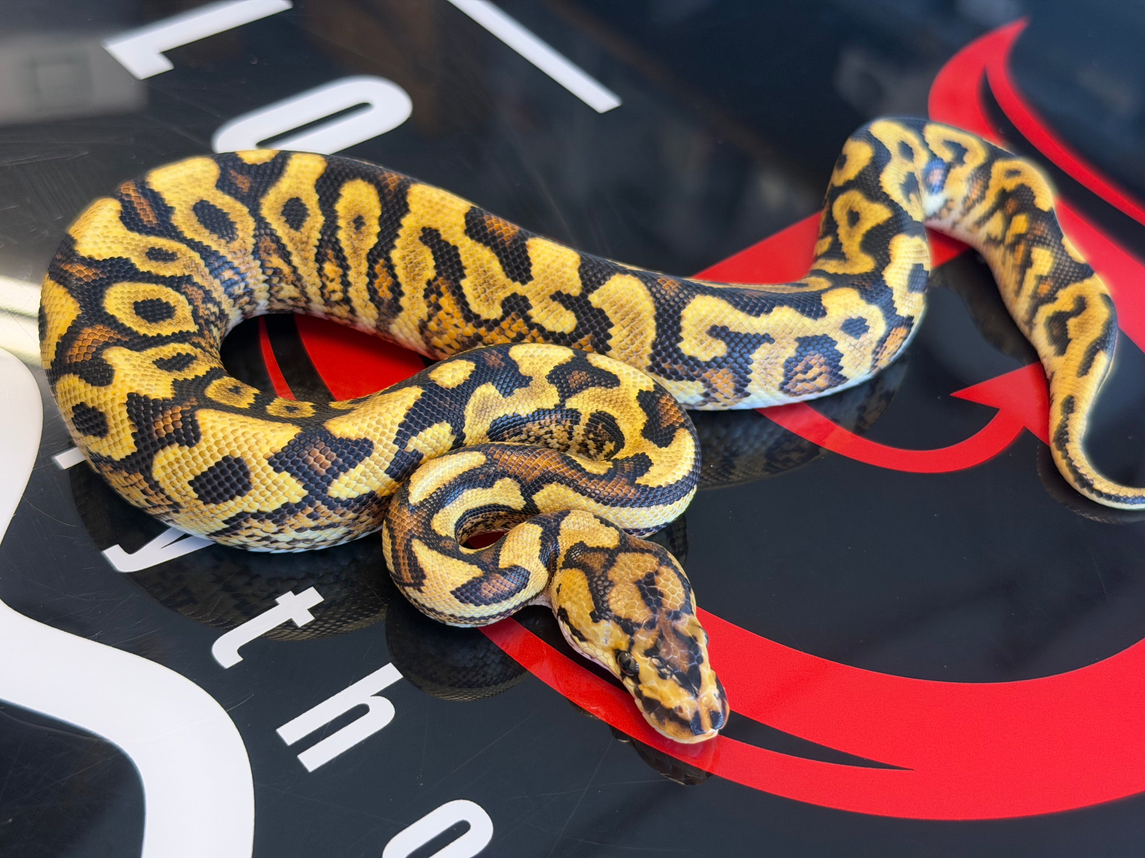 Spotnose Yellowbelly Dbl Het Cryptic & Clown