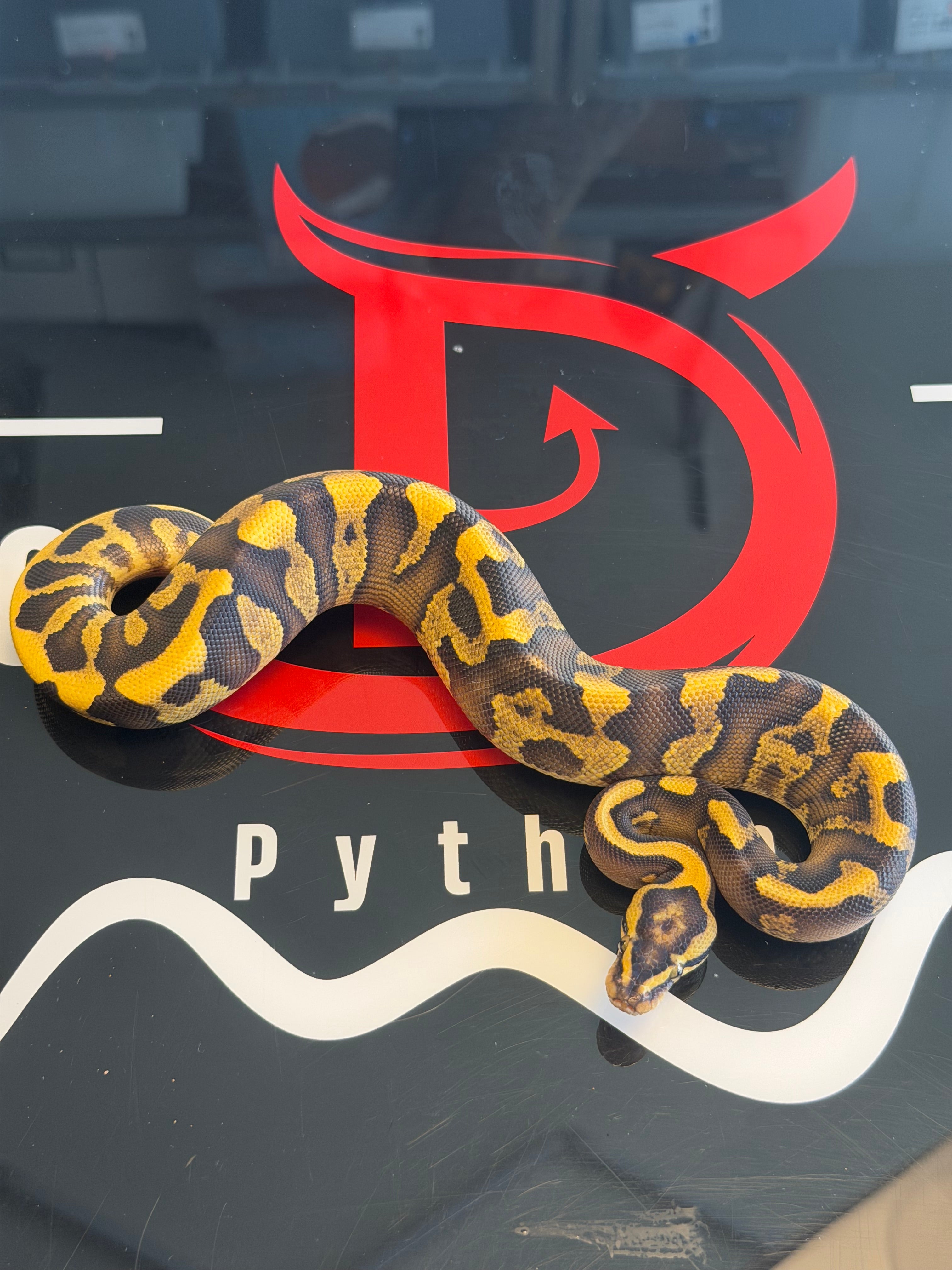 Super Enchi GHI Leopard Yellowbelly Vanilla Dbl Het Clown Piebald