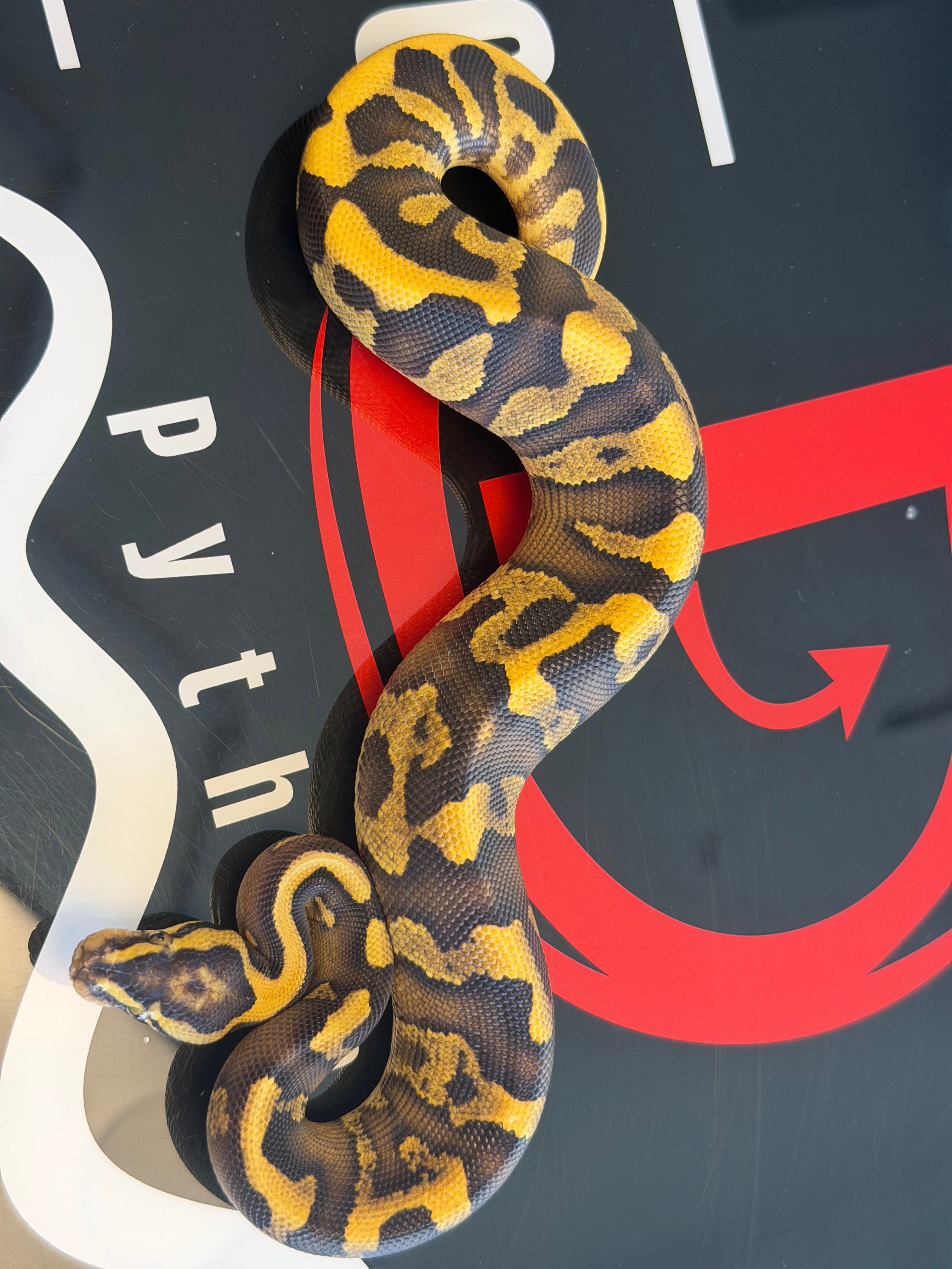 Super Enchi GHI Leopard Yellowbelly Vanilla Dbl Het Clown Piebald