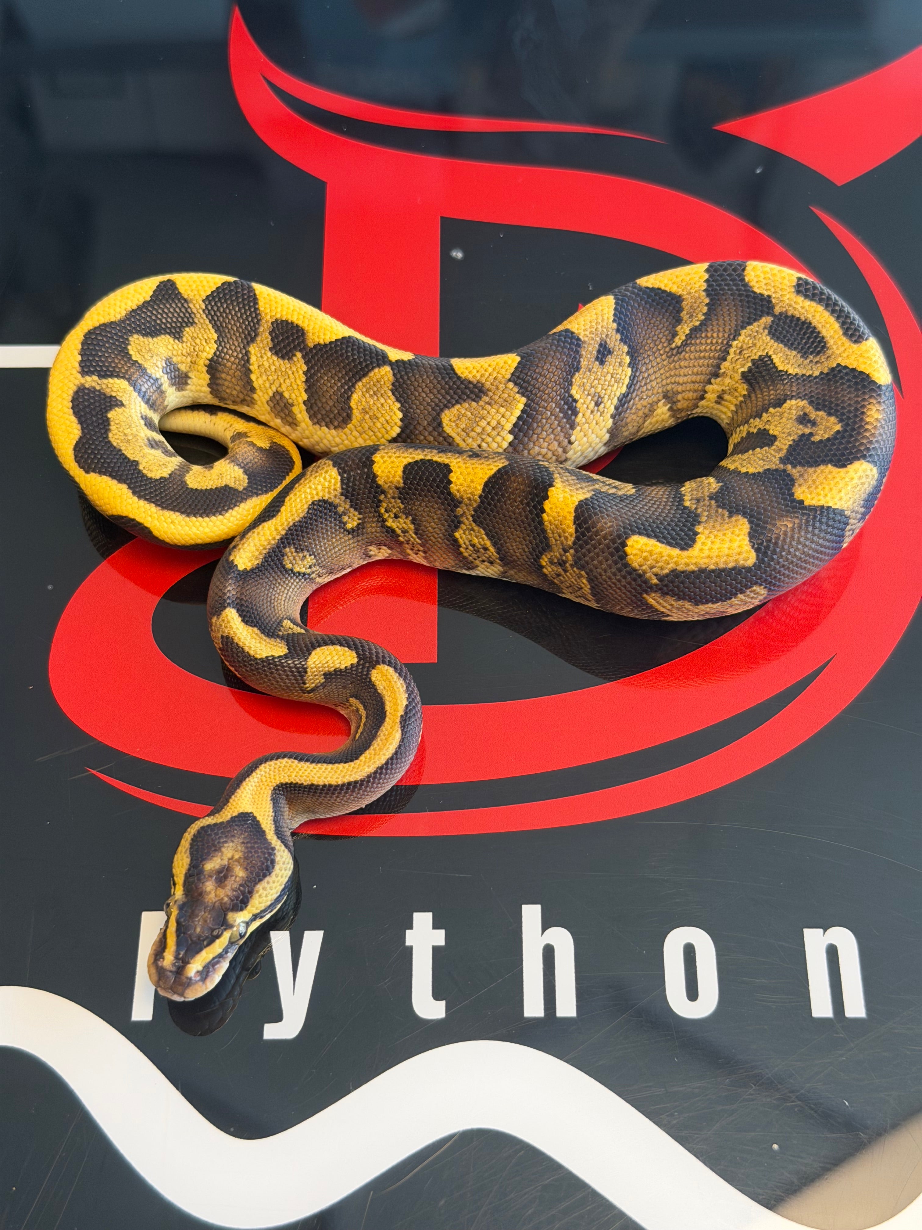 Super Enchi GHI Leopard Yellowbelly Vanilla Dbl Het Clown Piebald
