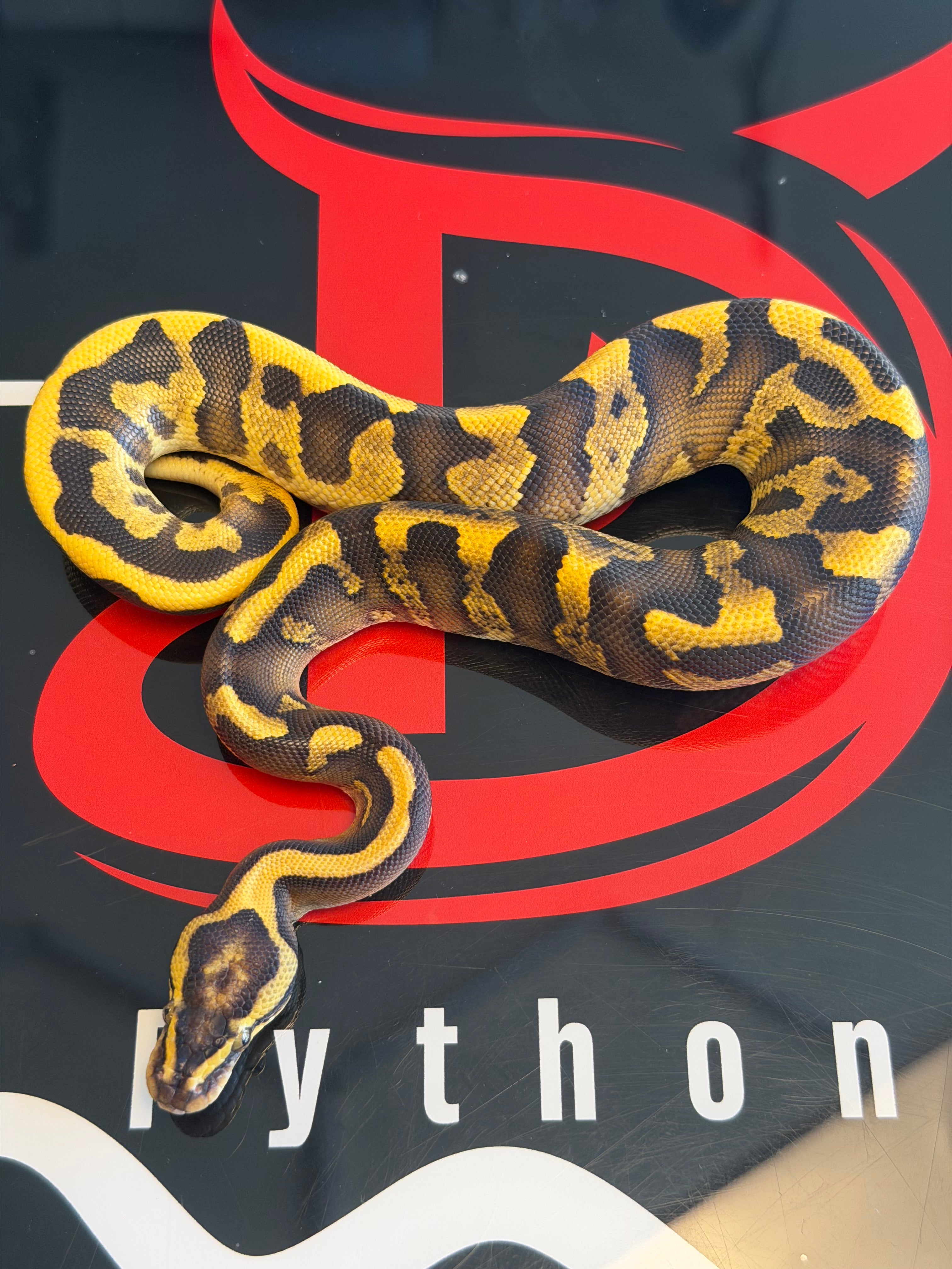 Super Enchi GHI Leopard Yellowbelly Vanilla Dbl Het Clown Piebald