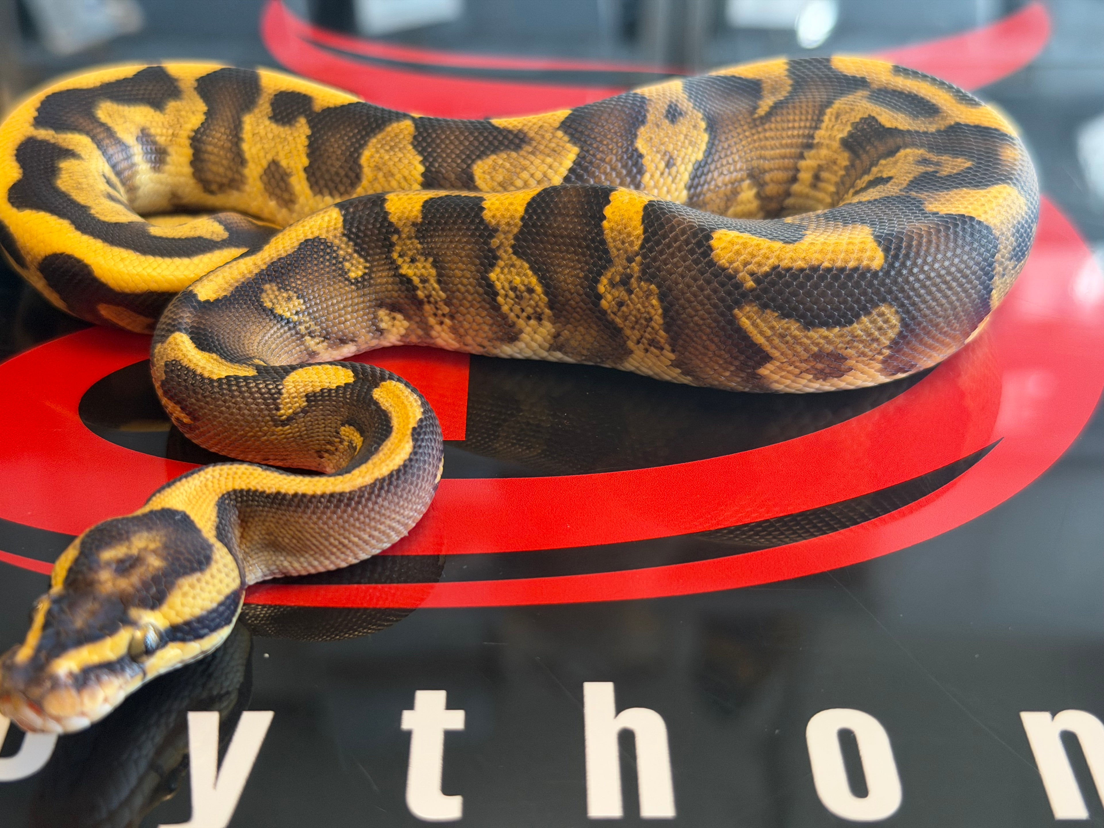 Super Enchi GHI Leopard Yellowbelly Vanilla Dbl Het Clown Piebald