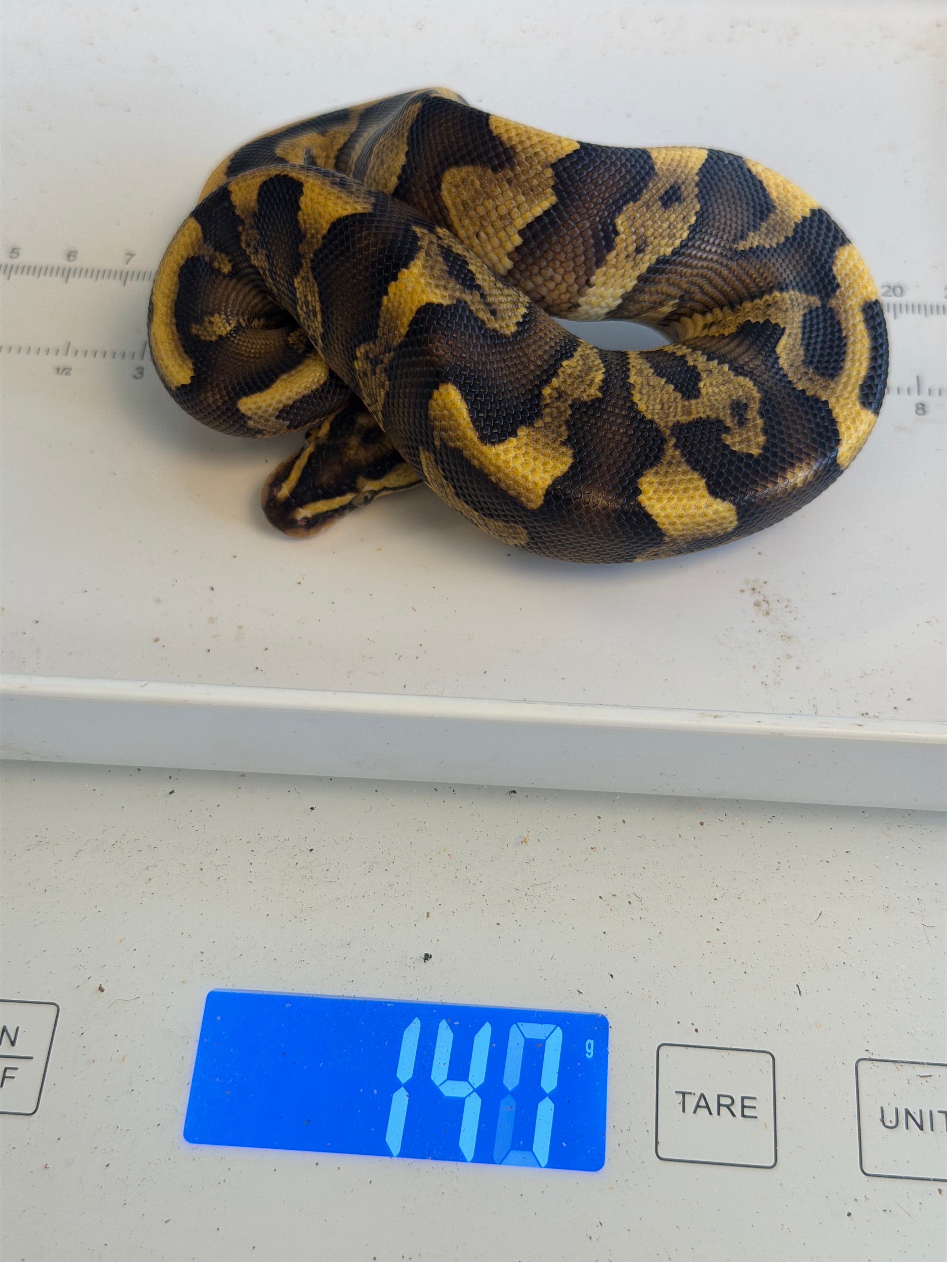 Super Enchi GHI Leopard Yellowbelly Vanilla Dbl Het Clown Piebald