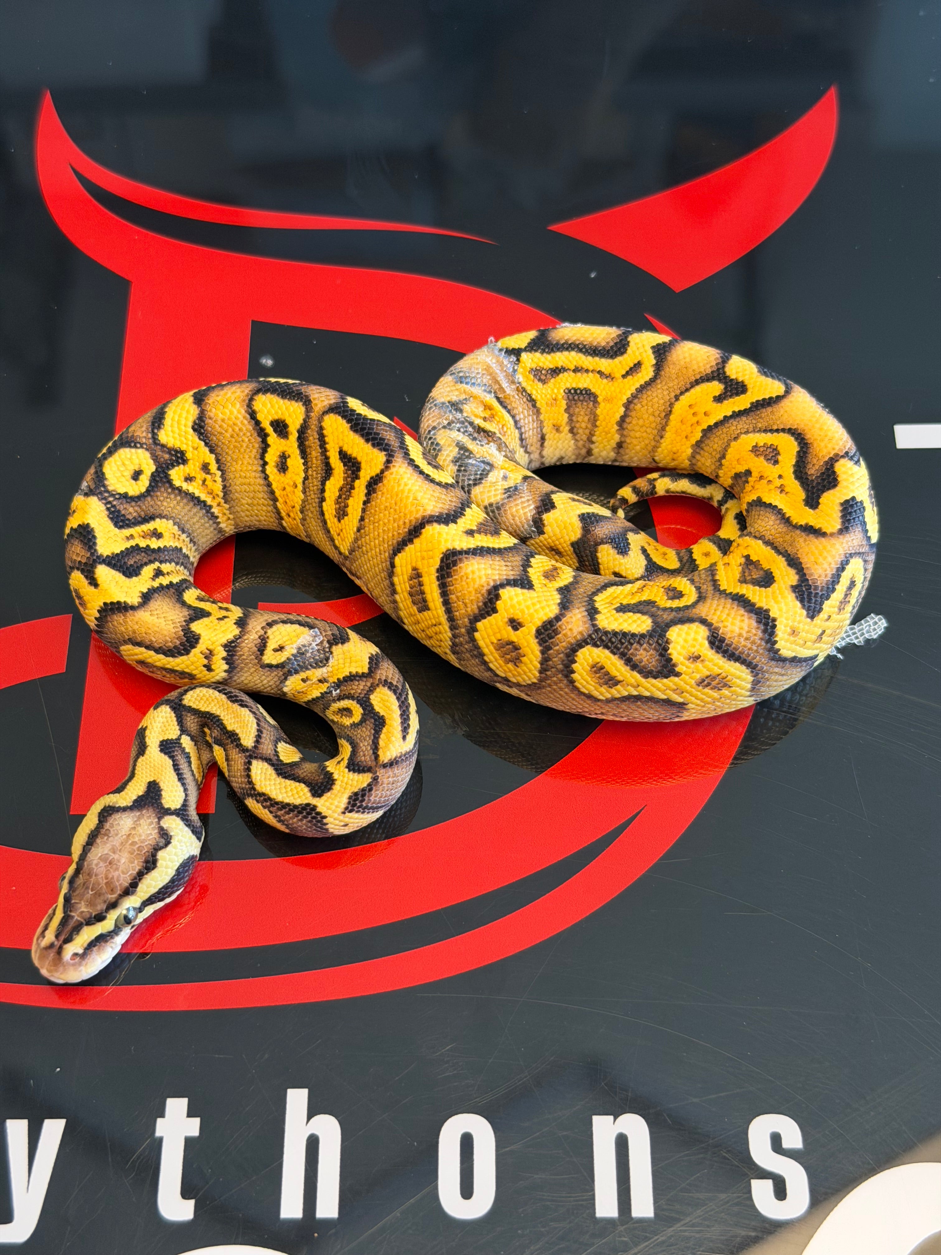 Hurricane Enchi GHI Pastel Yellowbelly Het Clown