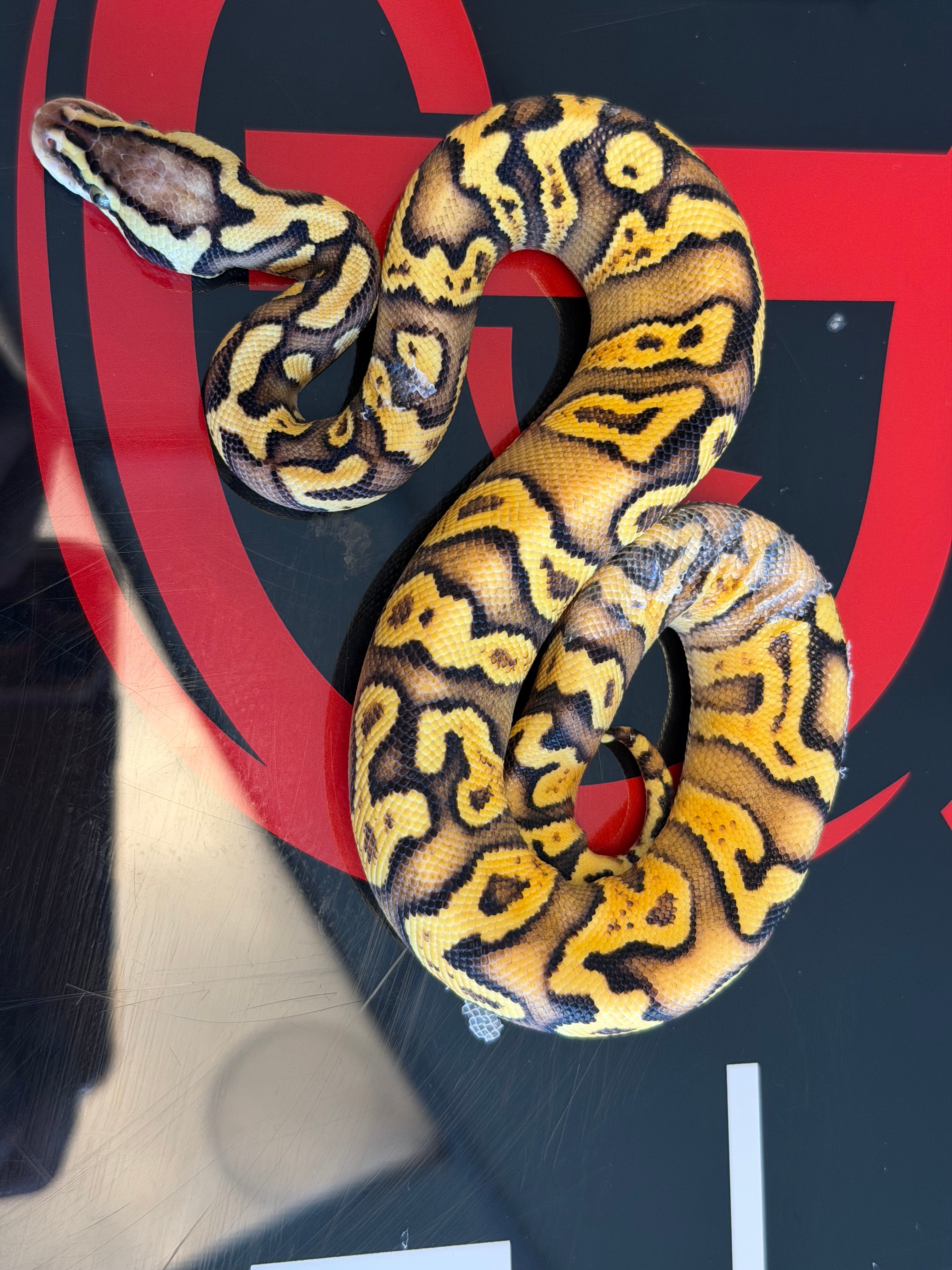 Hurricane Enchi GHI Pastel Yellowbelly Het Clown