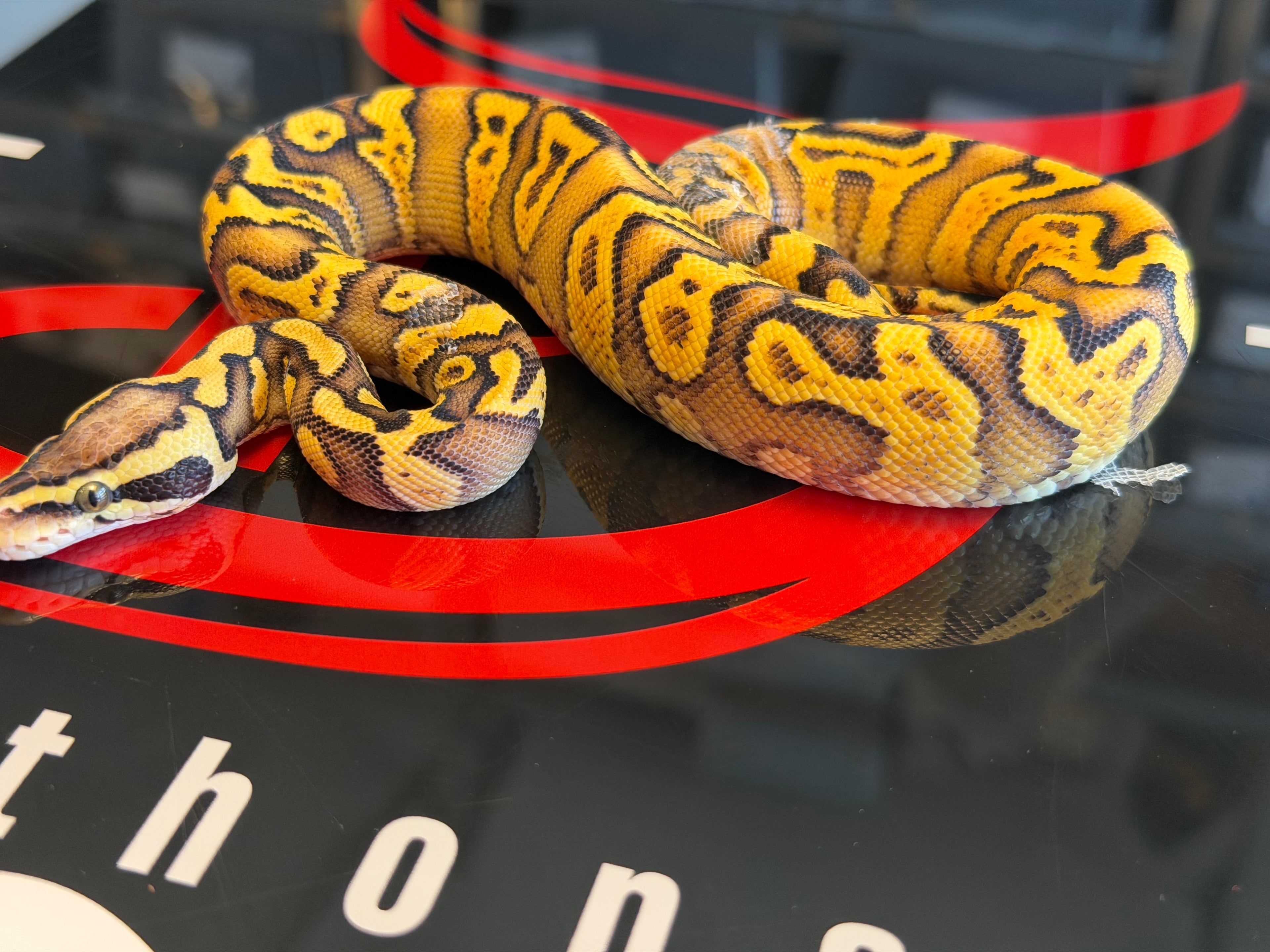 Hurricane Enchi GHI Pastel Yellowbelly Het Clown