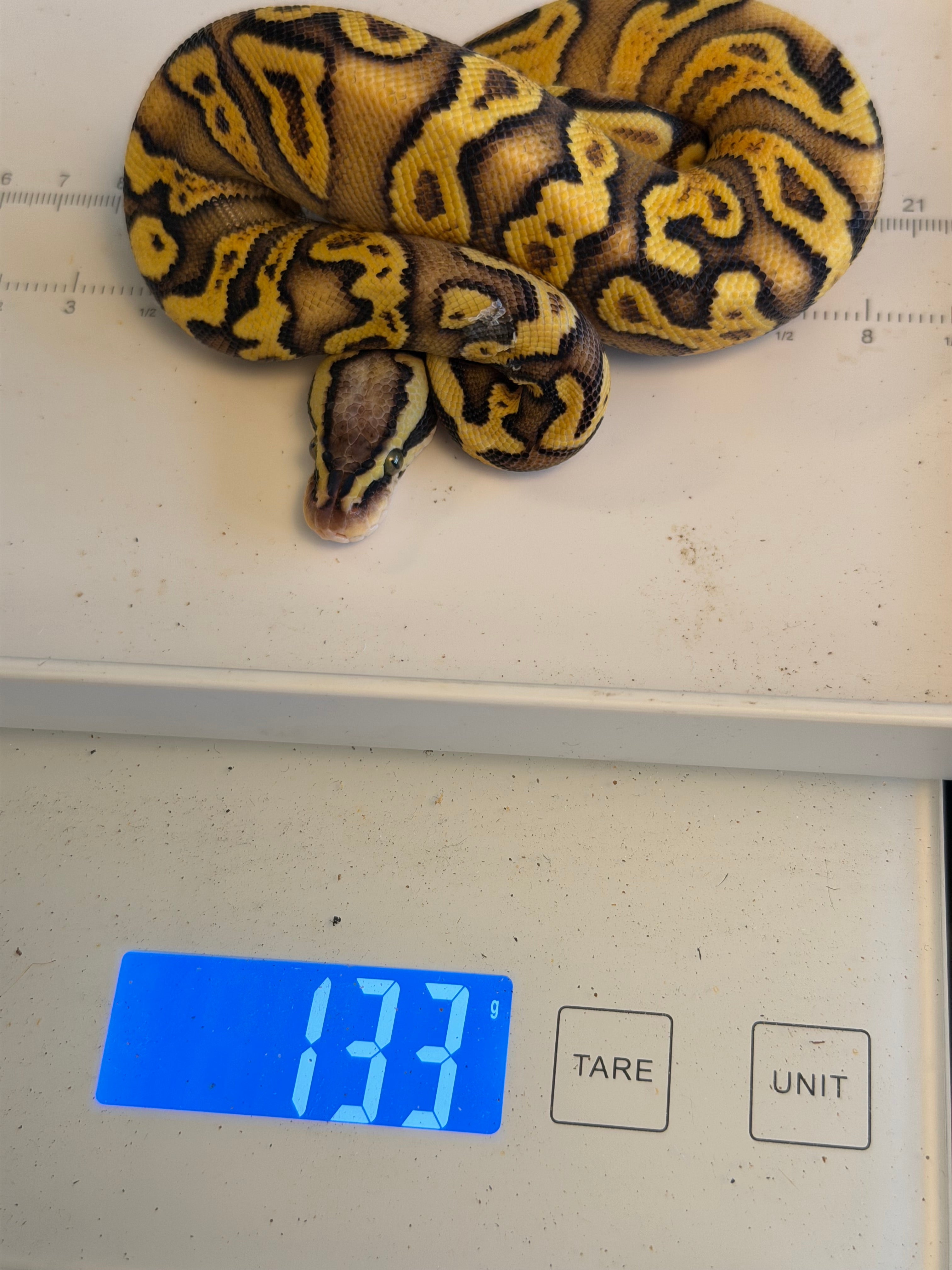 Hurricane Enchi GHI Pastel Yellowbelly Het Clown
