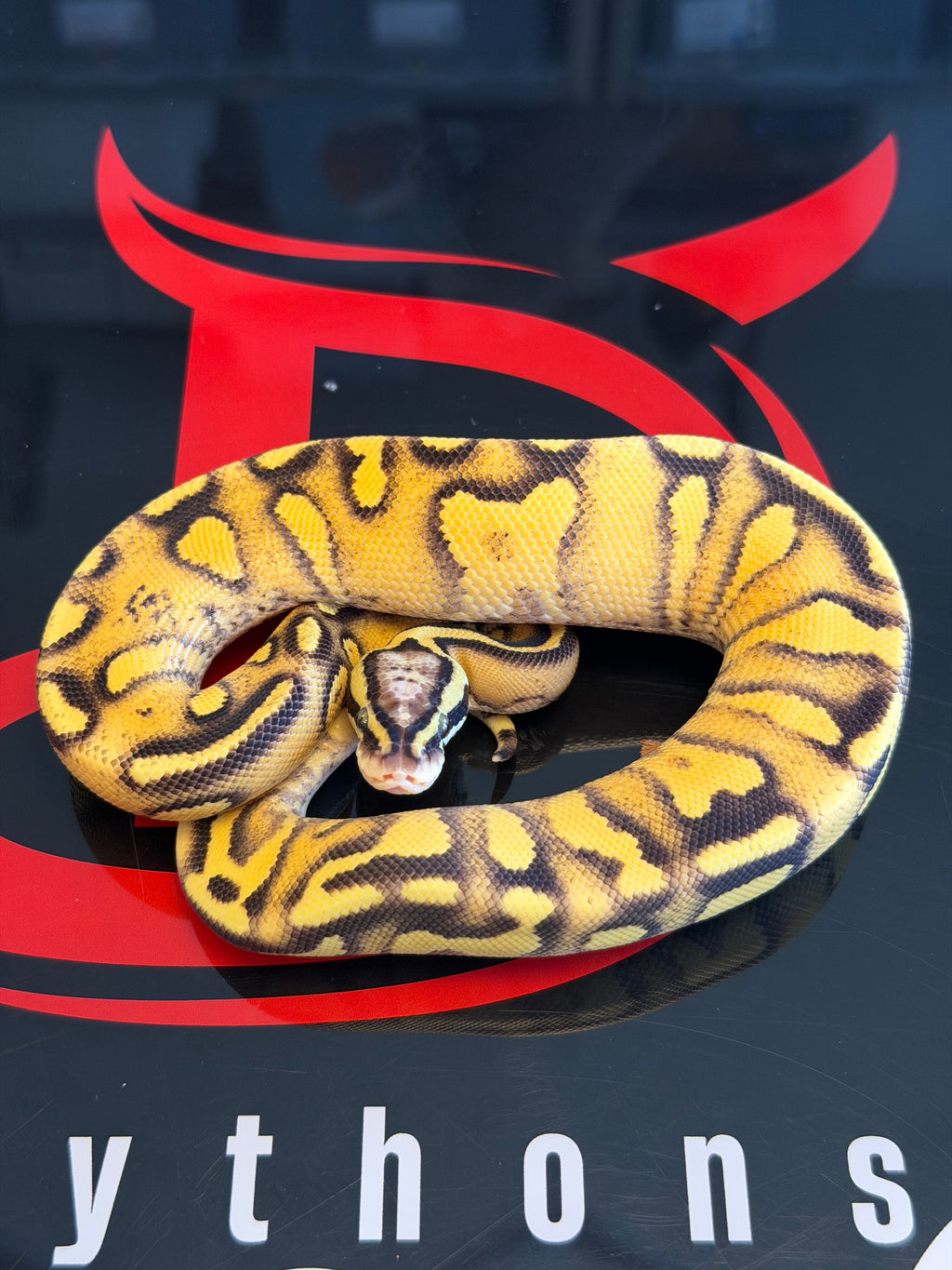 Hurricane Enchi Pastel Vanilla Yellowbelly Het Clown