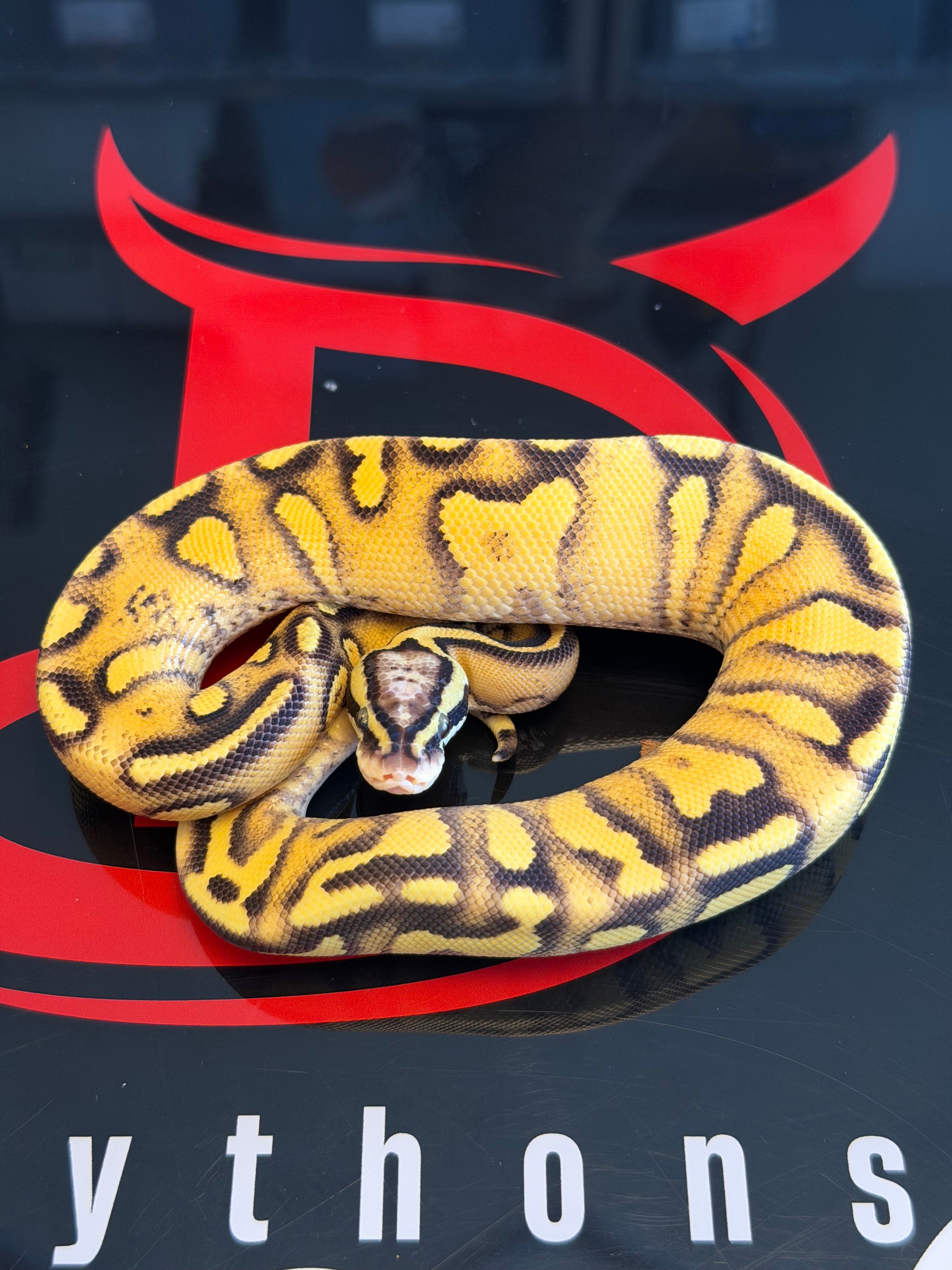 Hurricane Enchi Pastel Vanilla Yellowbelly Het Clown