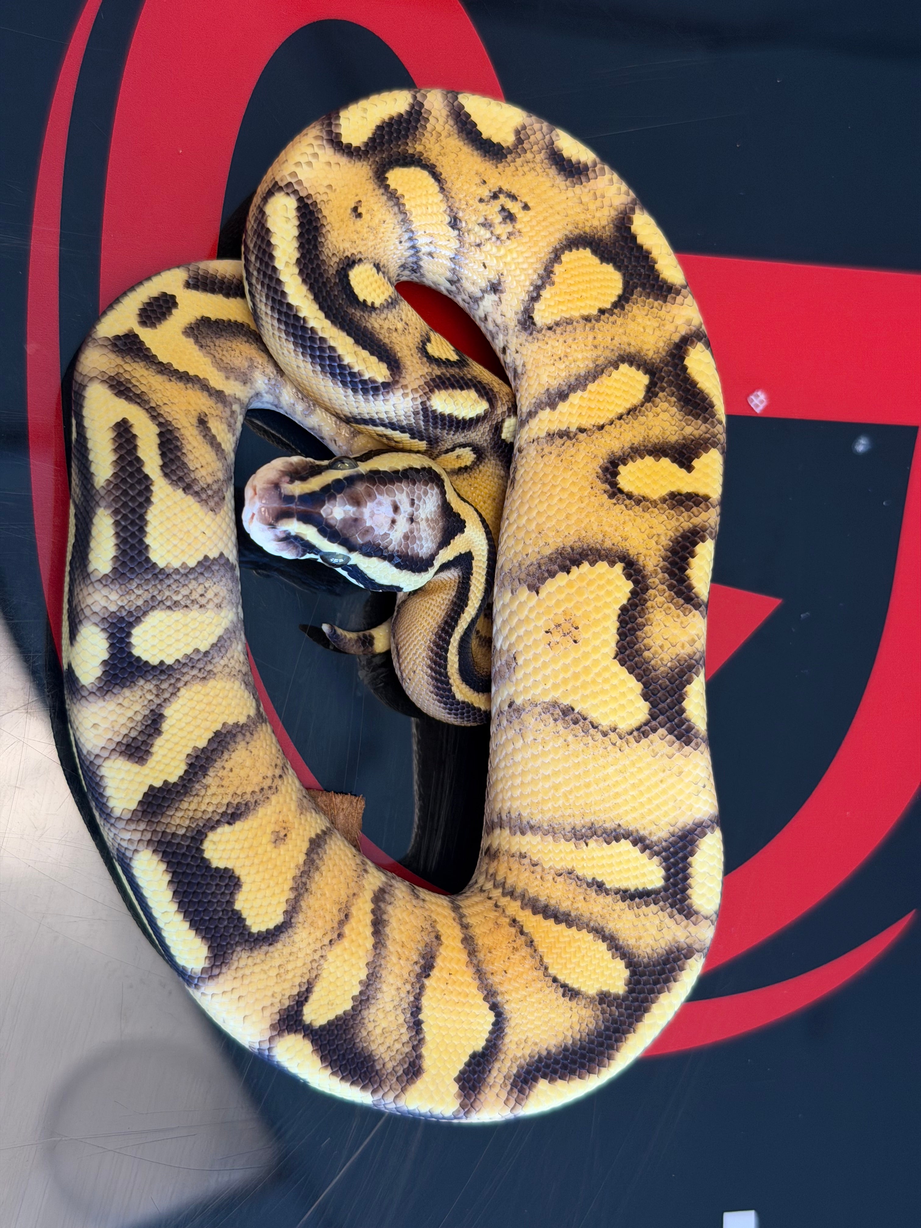 Hurricane Enchi Pastel Vanilla Yellowbelly Het Clown