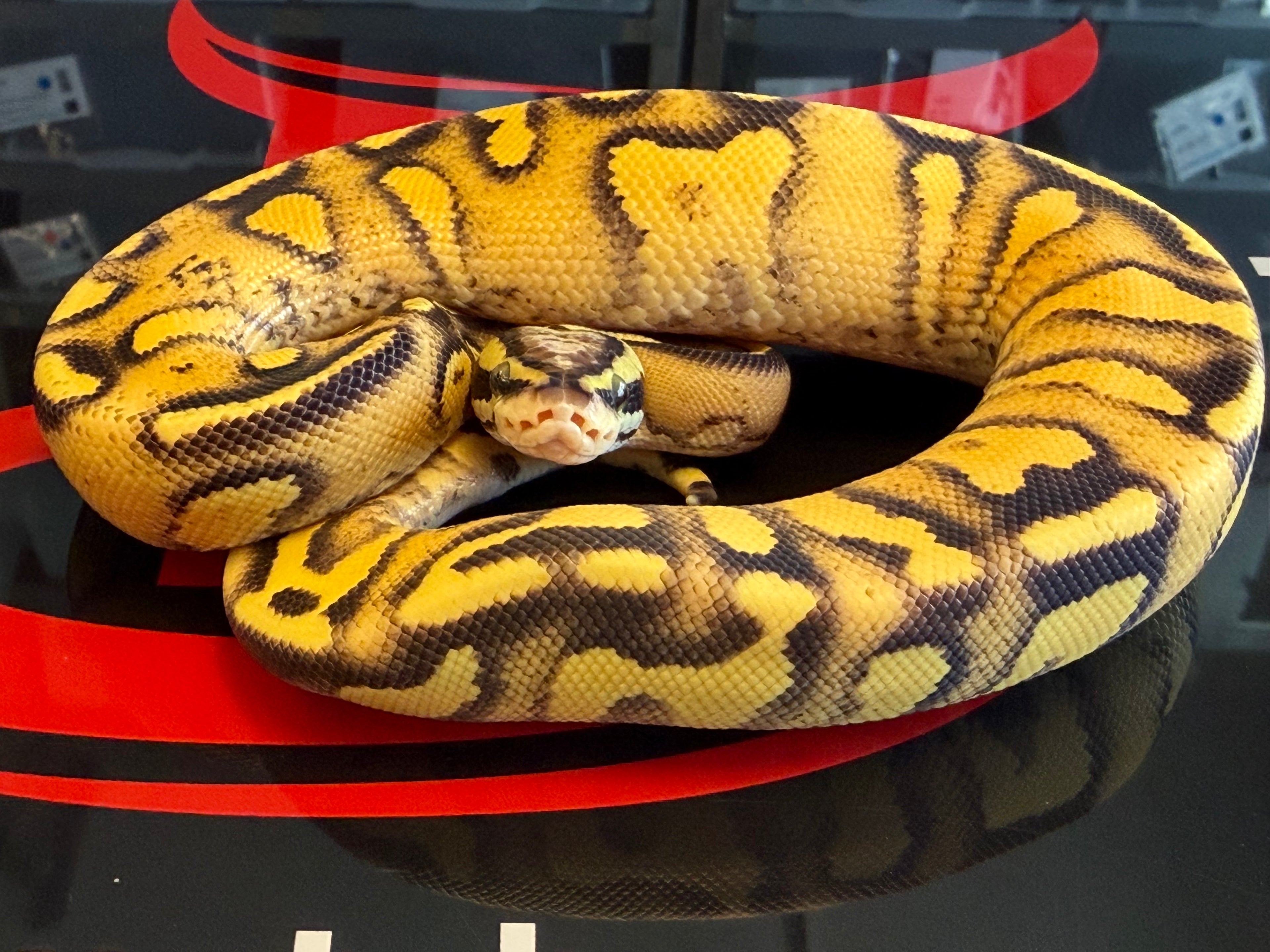 Hurricane Enchi Pastel Vanilla Yellowbelly Het Clown