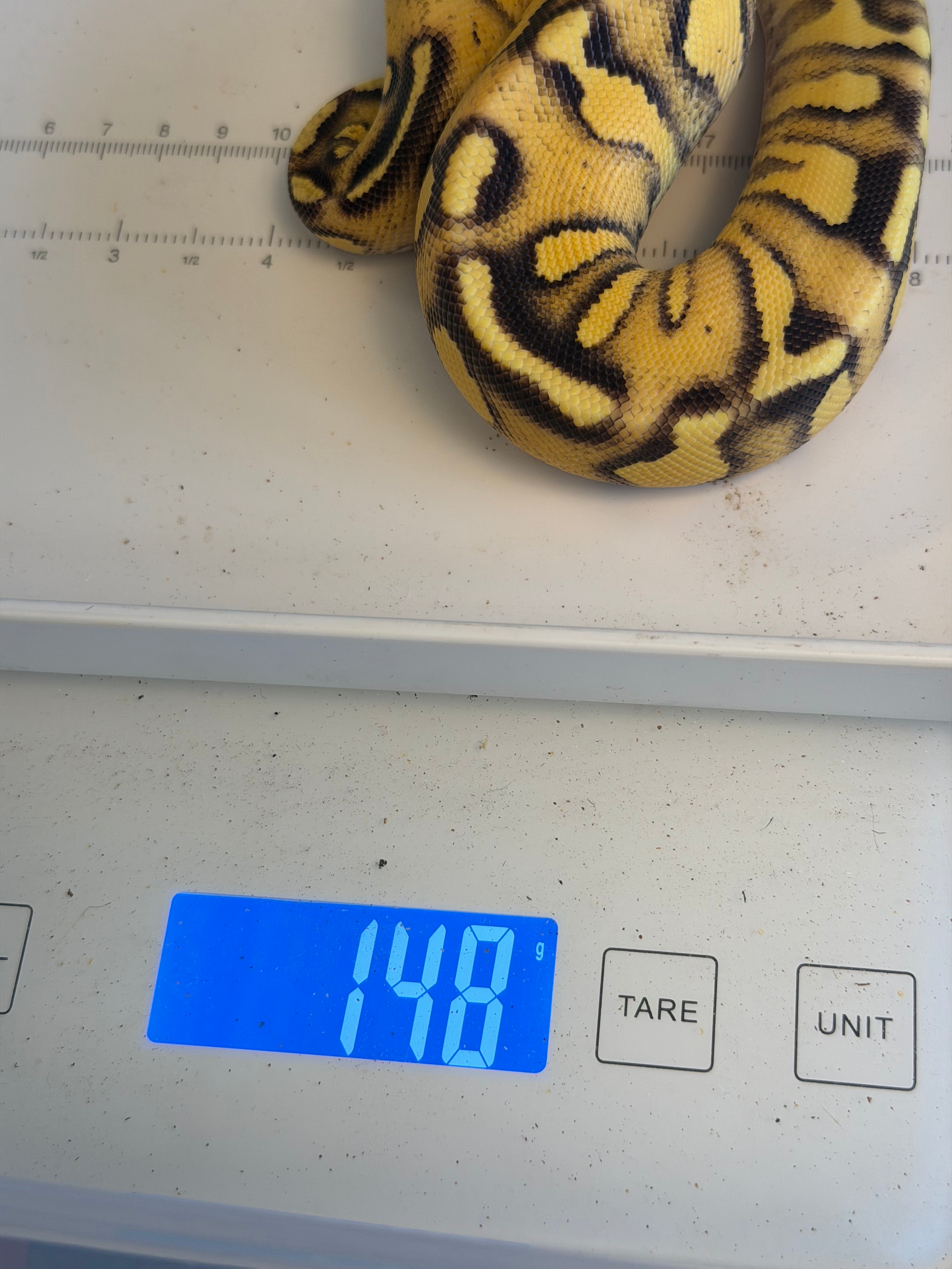 Hurricane Enchi Pastel Vanilla Yellowbelly Het Clown