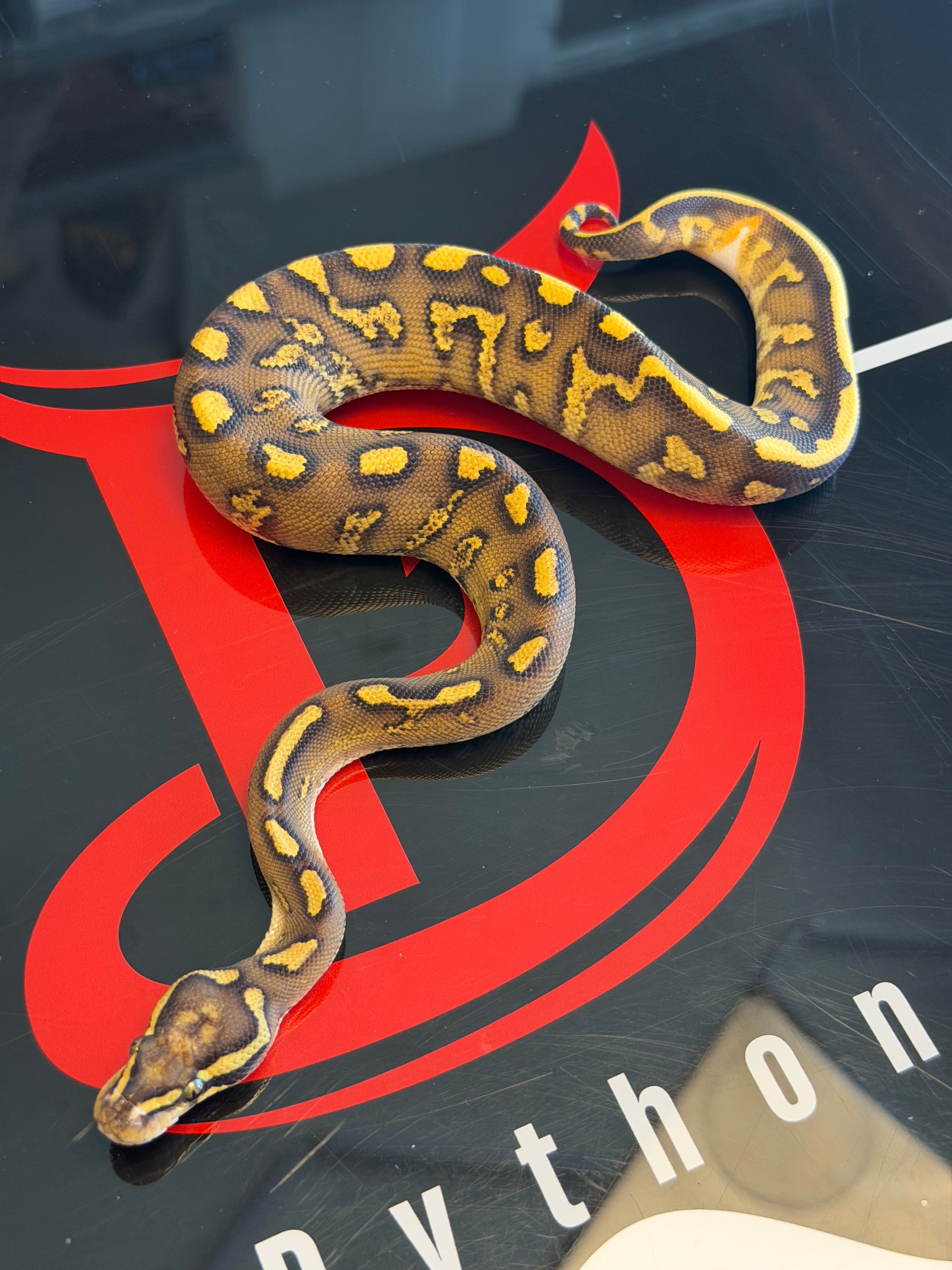 Hurricane Super Enchi GHI Leopard Vanilla Yellowbelly Dbl Het Clown & Piebald