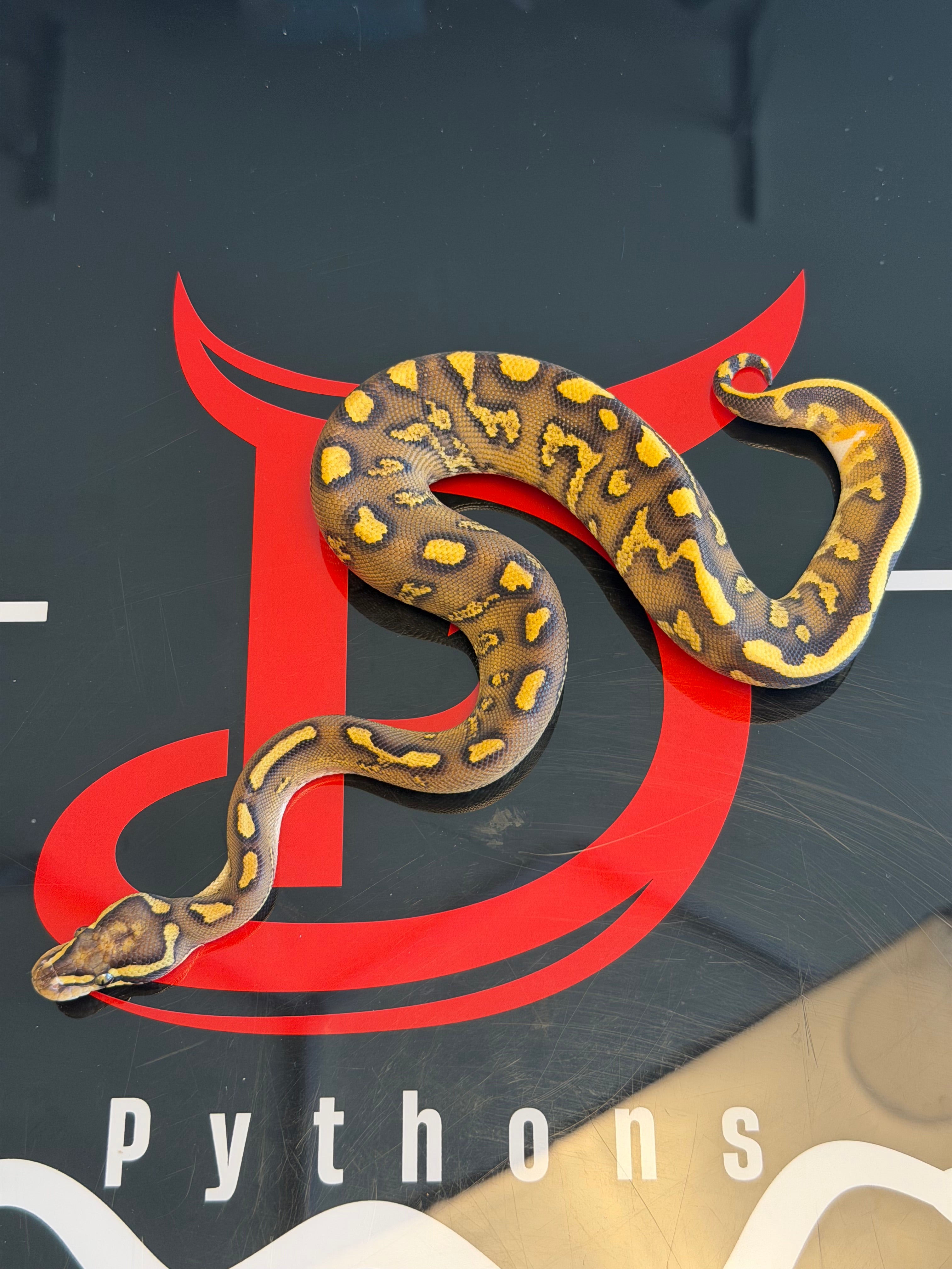 Hurricane Super Enchi GHI Leopard Vanilla Yellowbelly Dbl Het Clown & Piebald