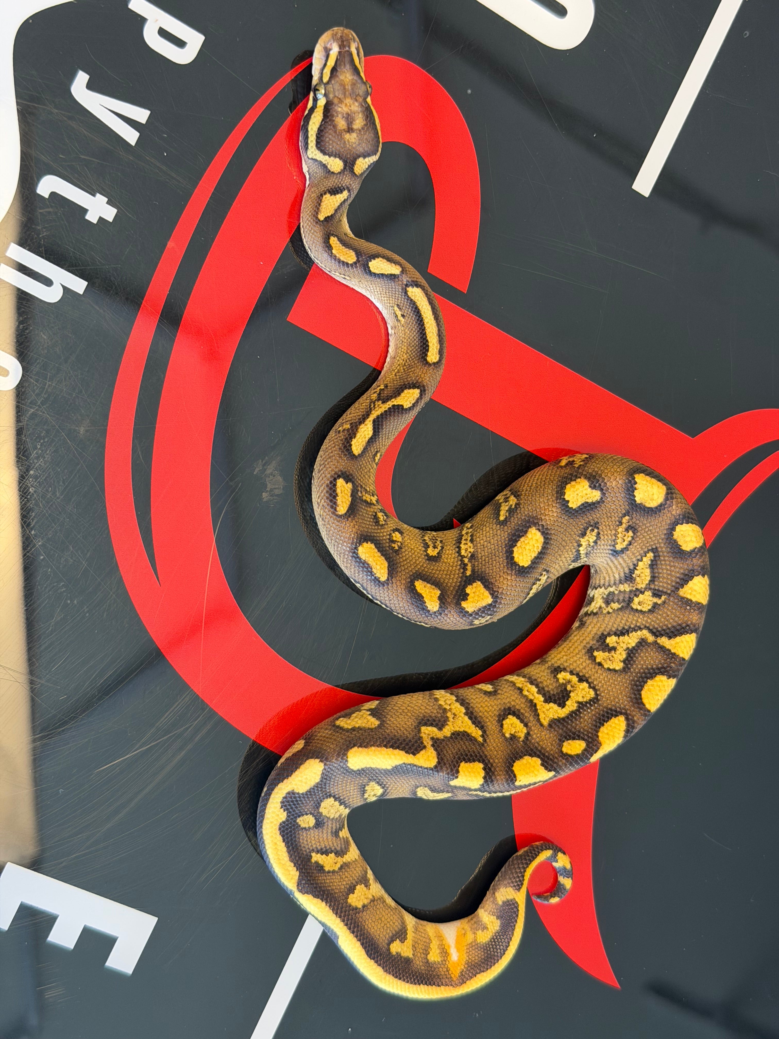 Hurricane Super Enchi GHI Leopard Vanilla Yellowbelly Dbl Het Clown & Piebald