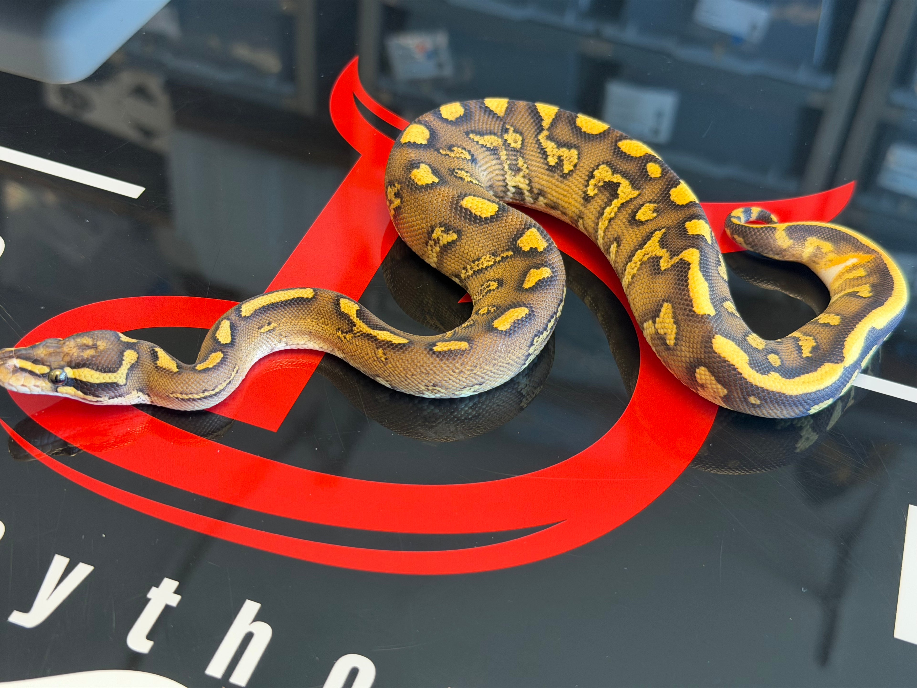 Hurricane Super Enchi GHI Leopard Vanilla Yellowbelly Dbl Het Clown & Piebald