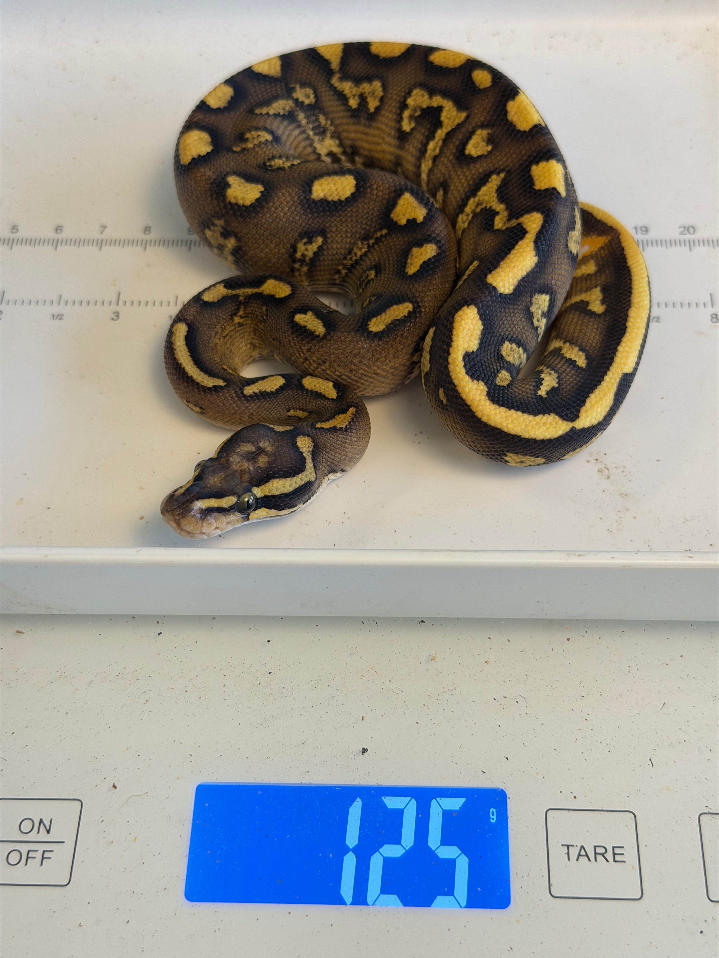 Hurricane Super Enchi GHI Leopard Vanilla Yellowbelly Dbl Het Clown & Piebald