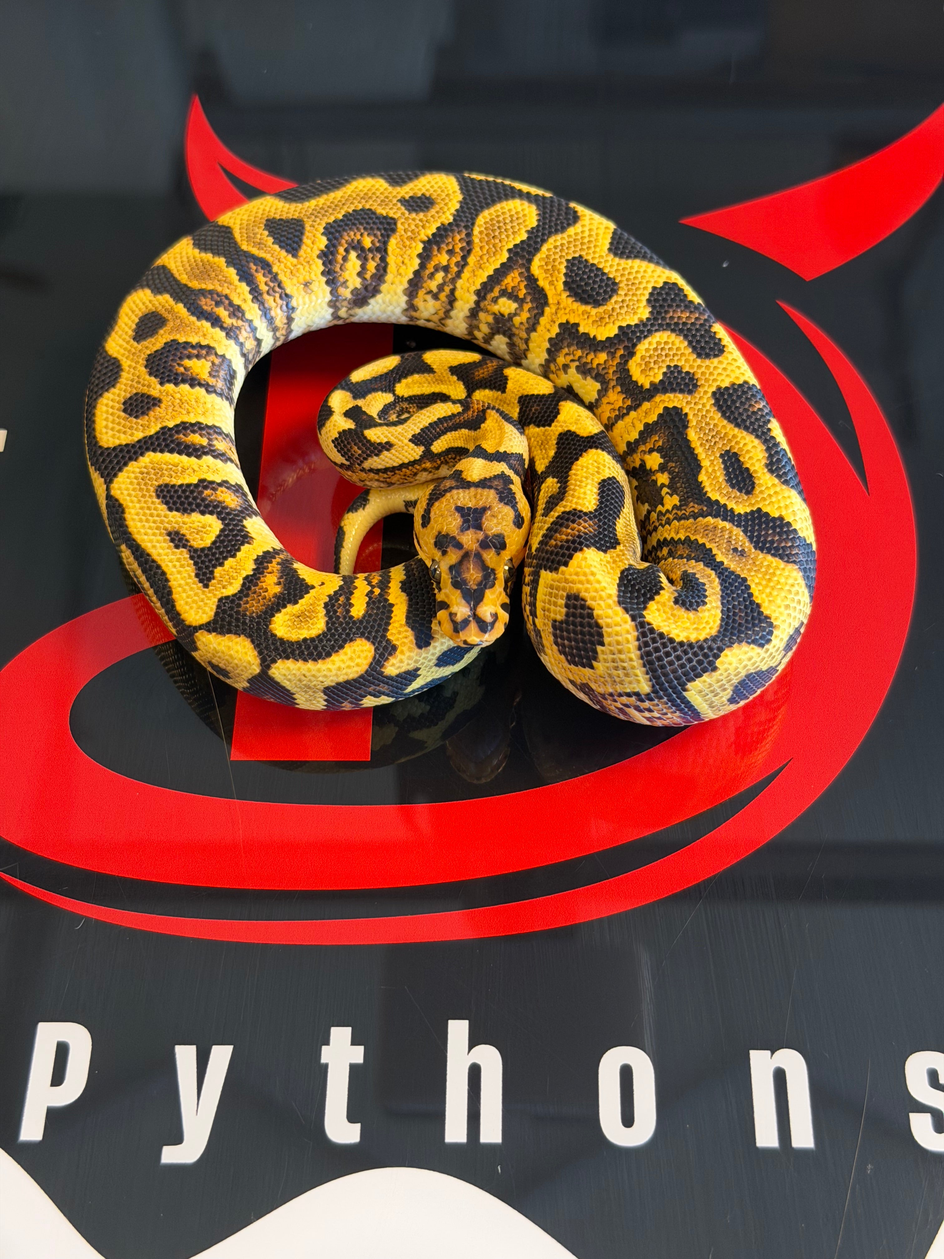 Spotnose Yellowbelly Double Het Clown & Cryptic