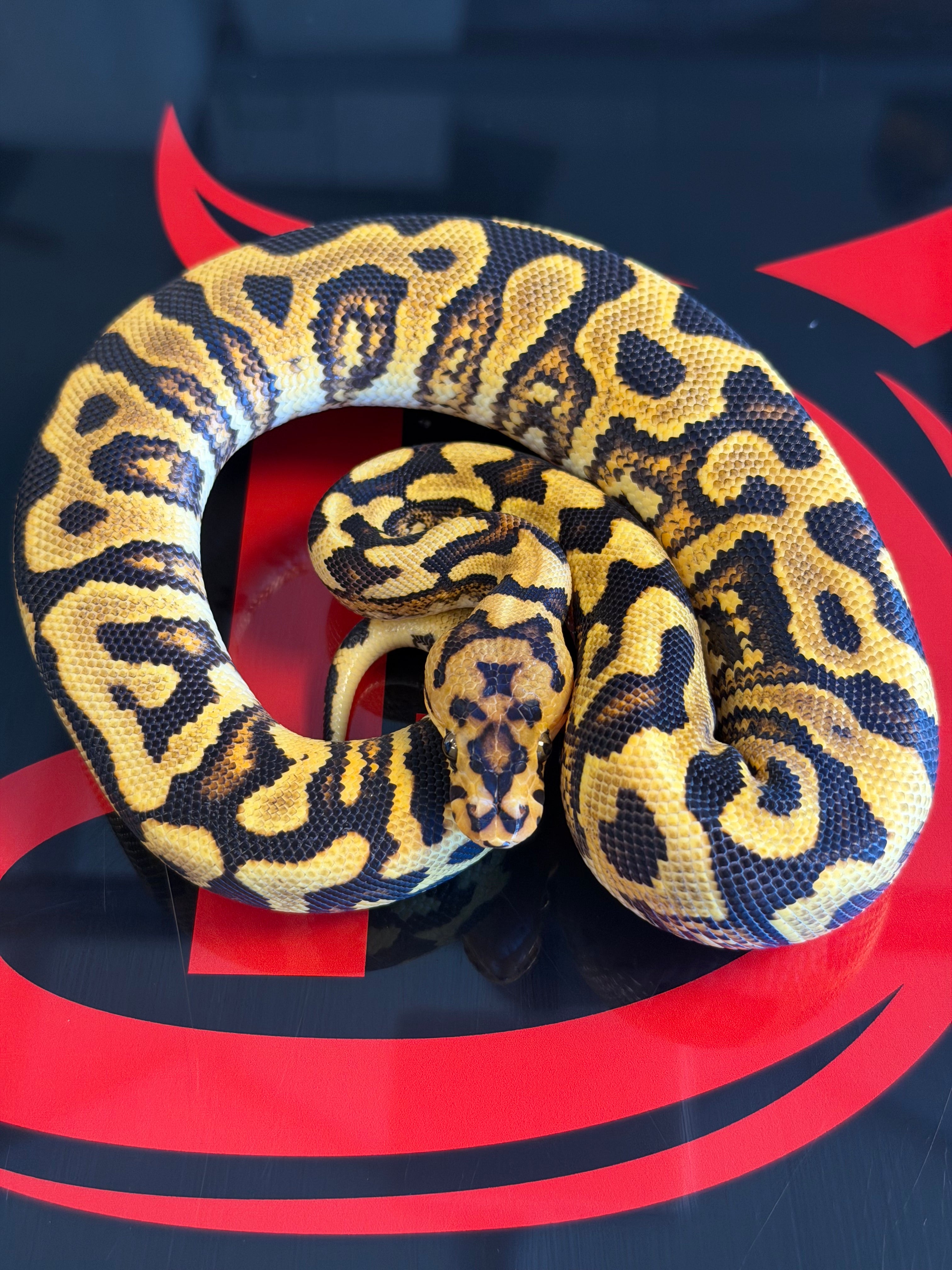 Spotnose Yellowbelly Double Het Clown & Cryptic
