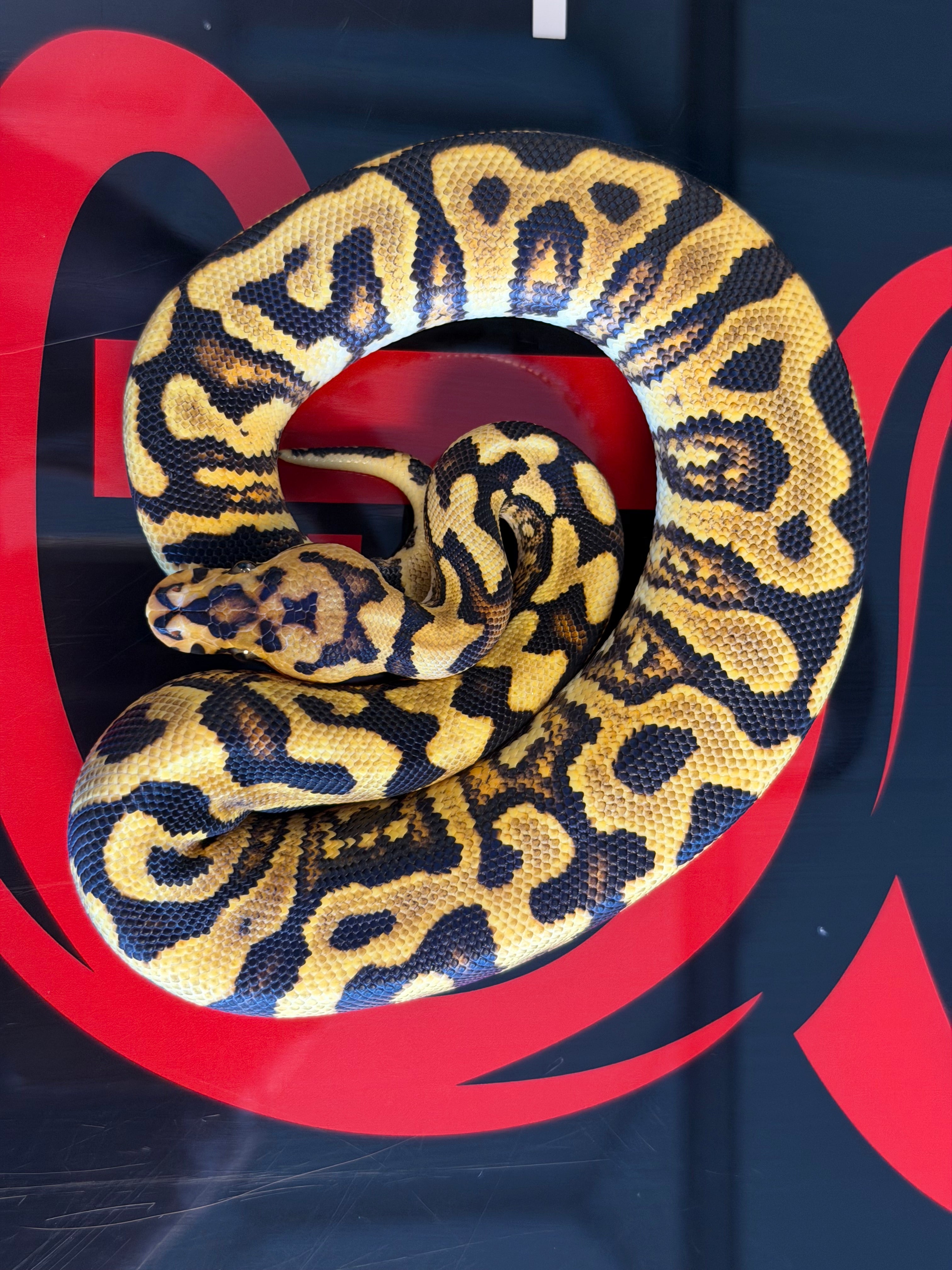 Spotnose Yellowbelly Double Het Clown & Cryptic