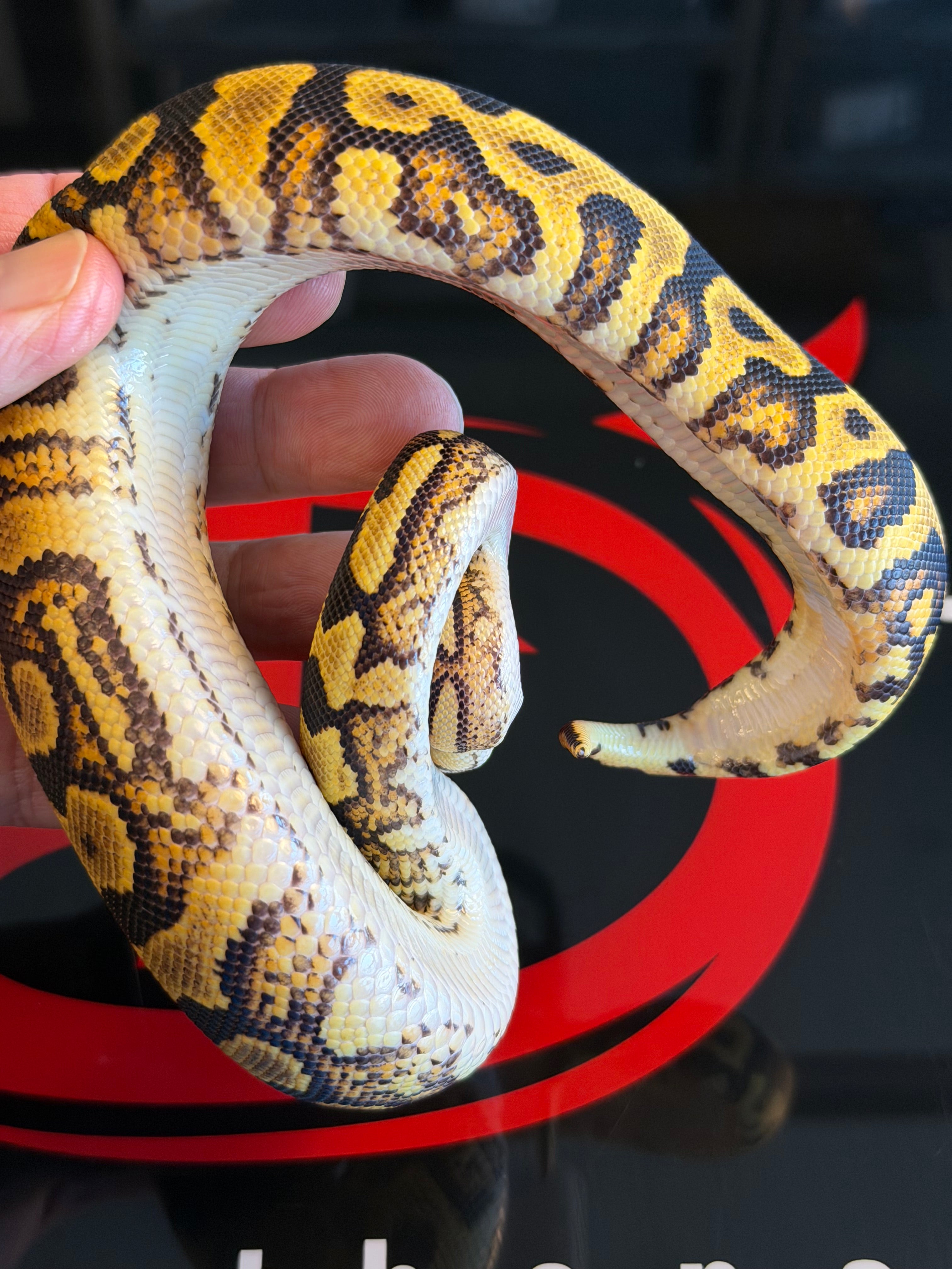Spotnose Yellowbelly Double Het Clown & Cryptic