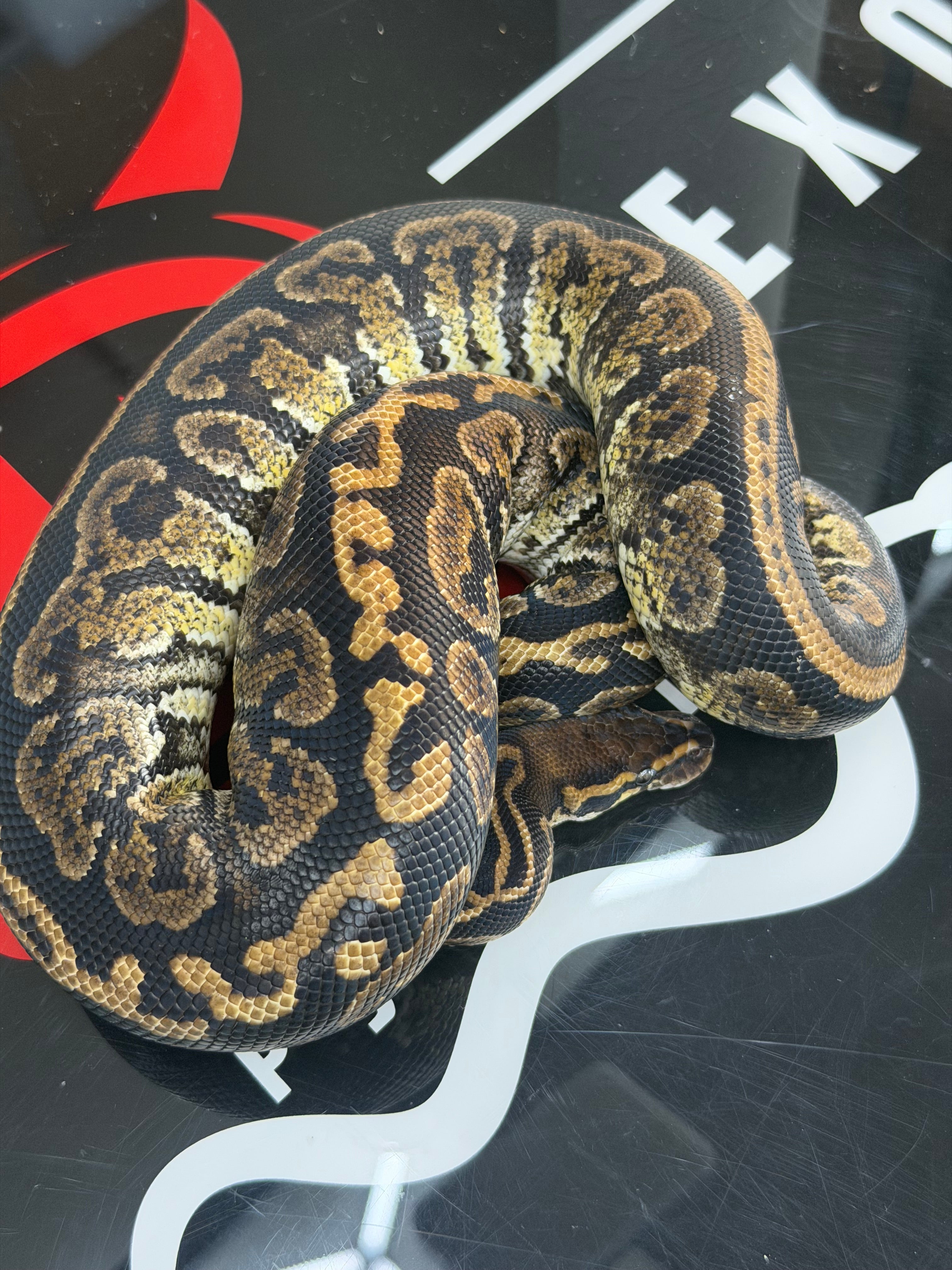 Kosmos White Flame