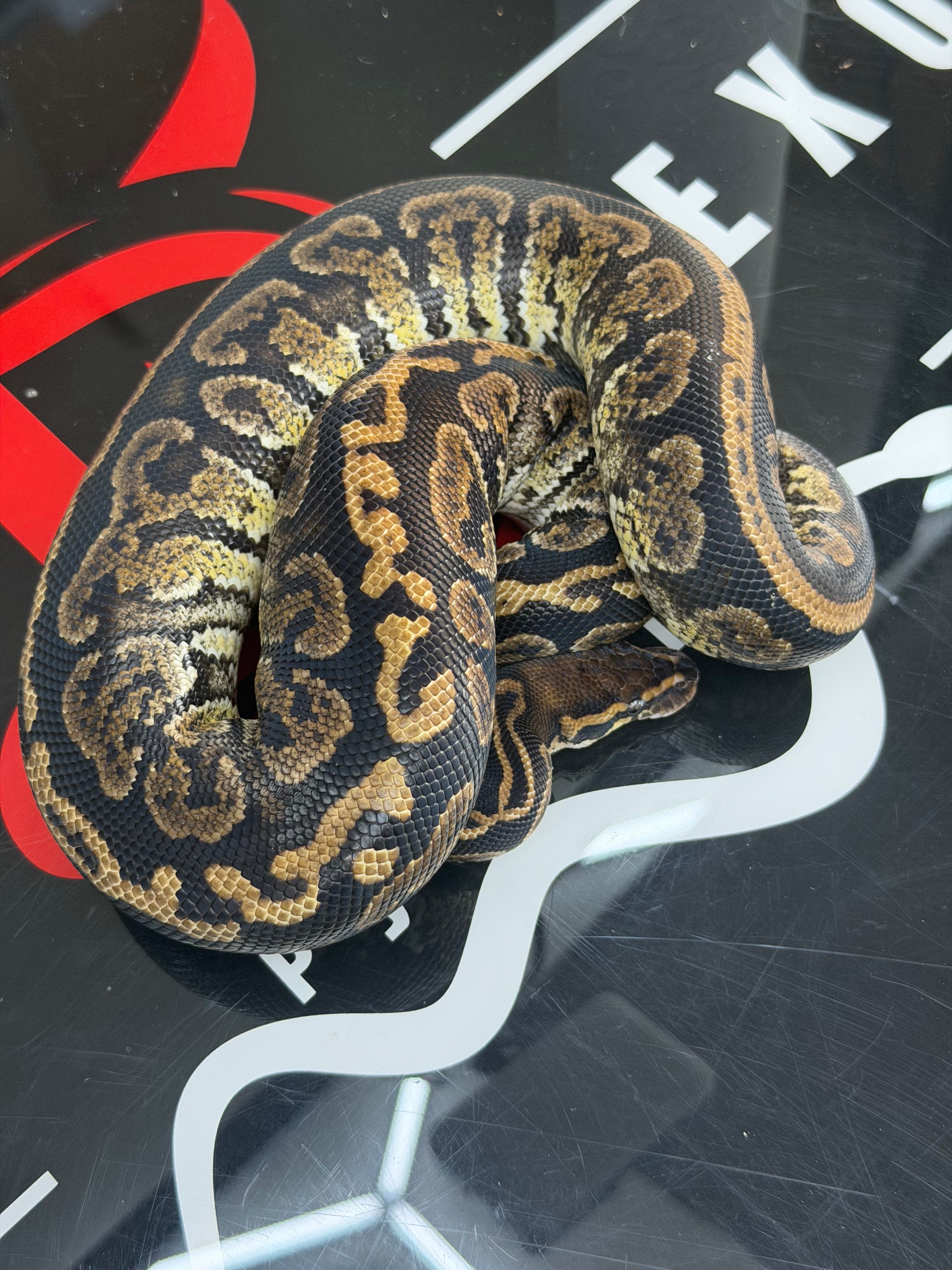 Kosmos White Flame