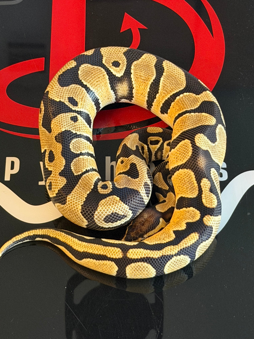 Bang enchi leopard Het clown