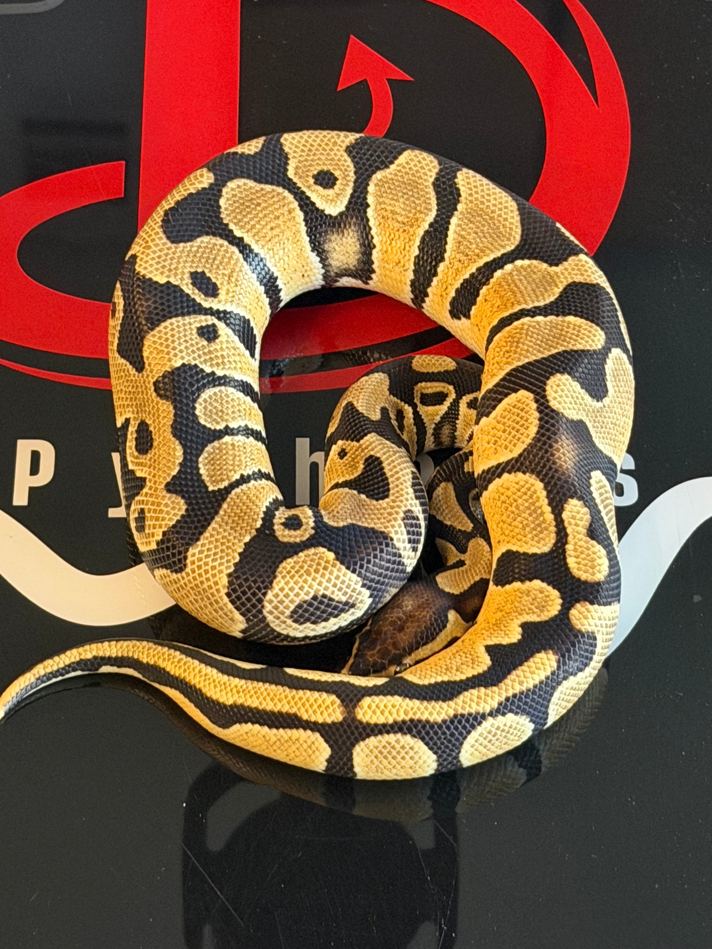 Bang enchi leopard Het clown
