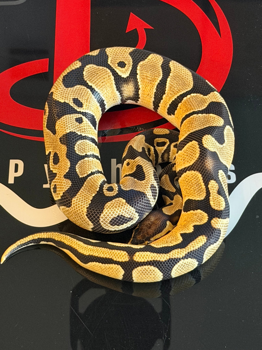 Bang enchi leopard Het clown