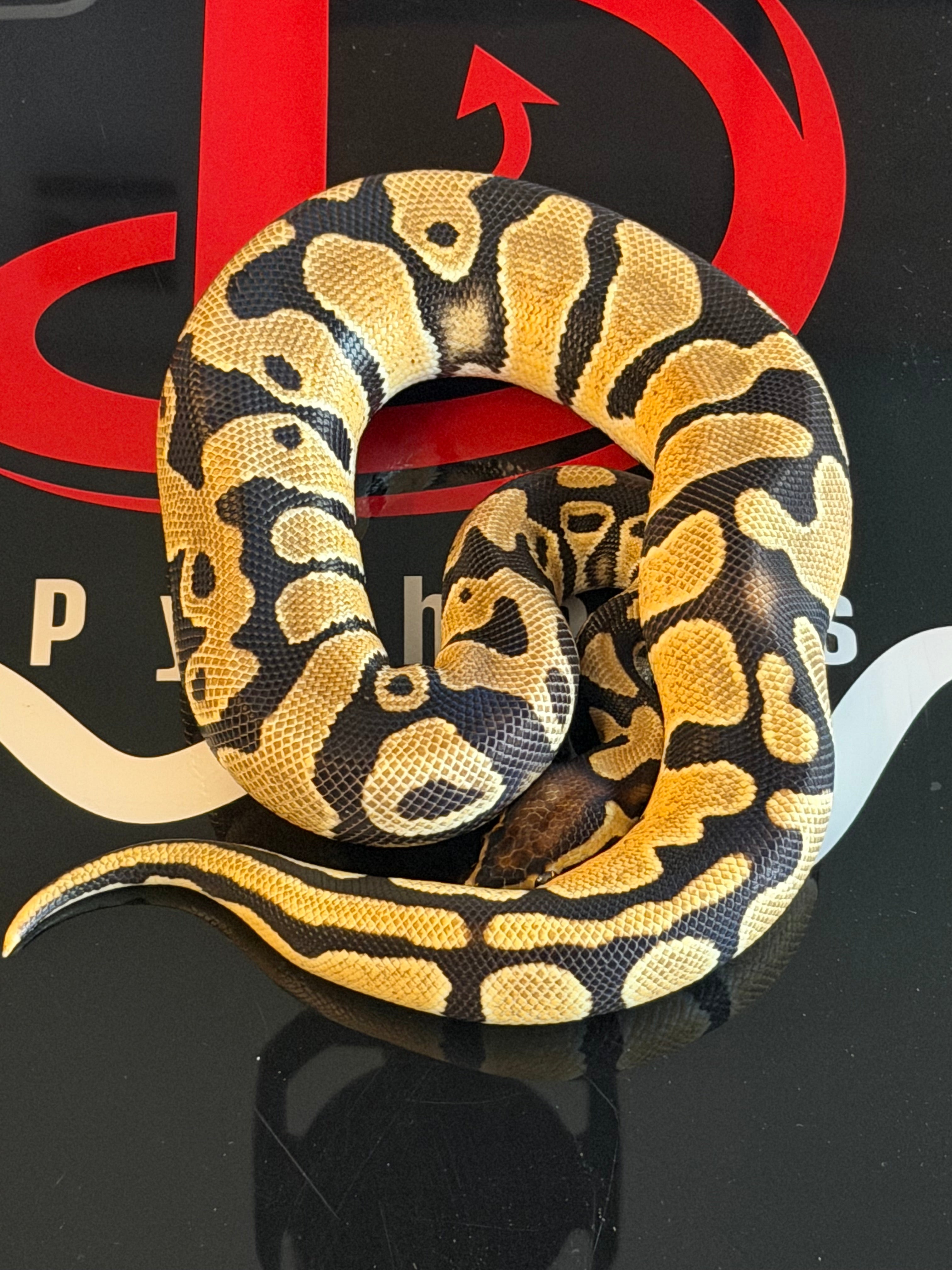 Bang enchi leopard Het clown