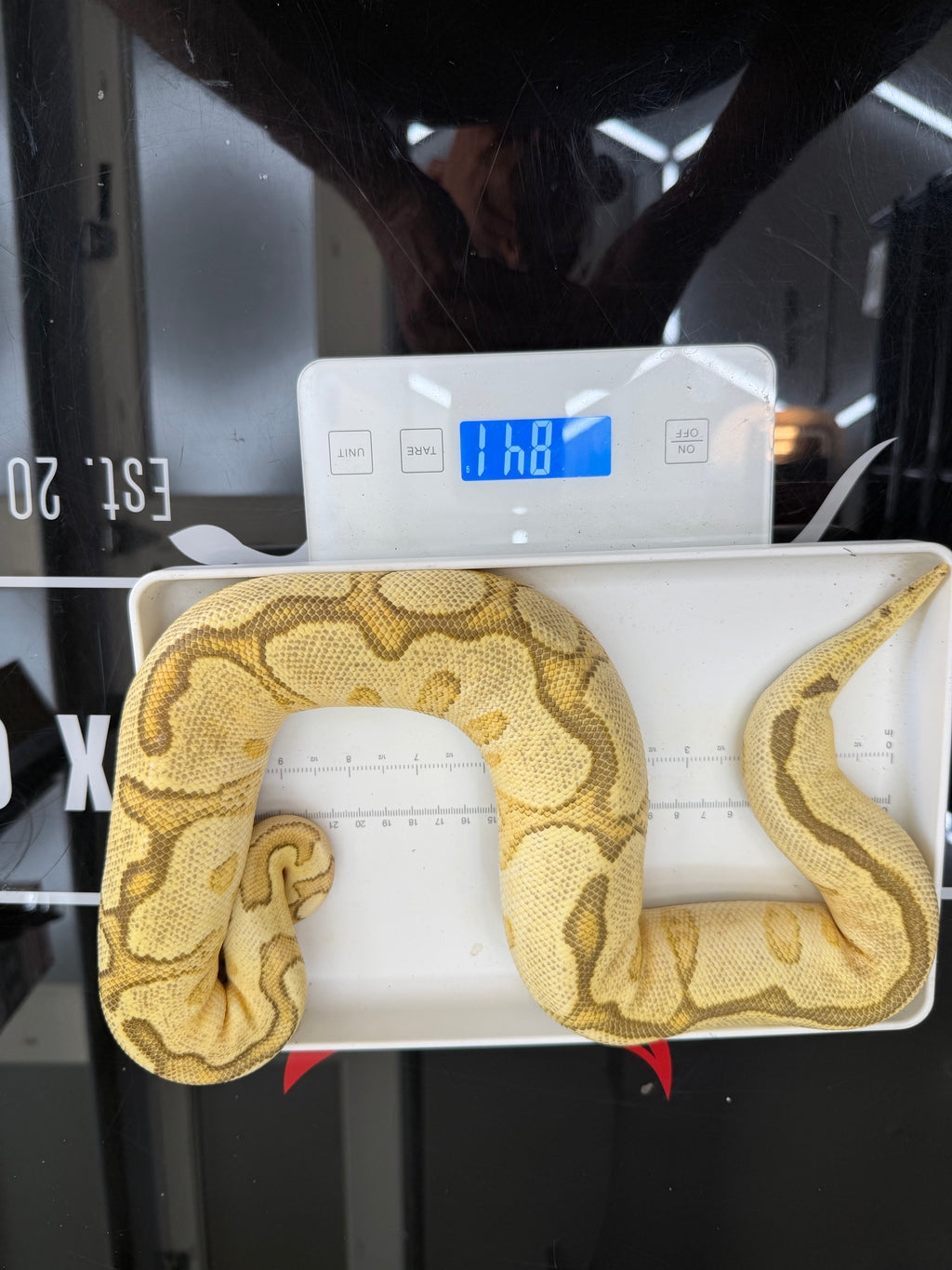 Spotnose Enchi Clown (possible lace)