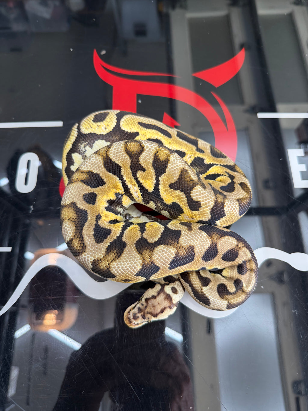 Pastel Spotnose Puzzle