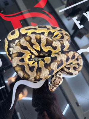 Pastel Spotnose Puzzle