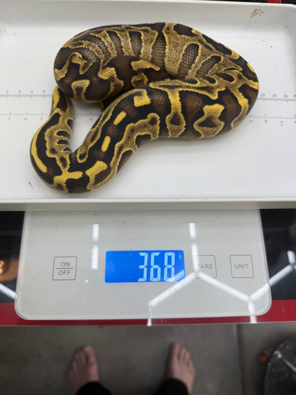 Stranger Yellowbelly Enchi Leopard GHI Het Clown
