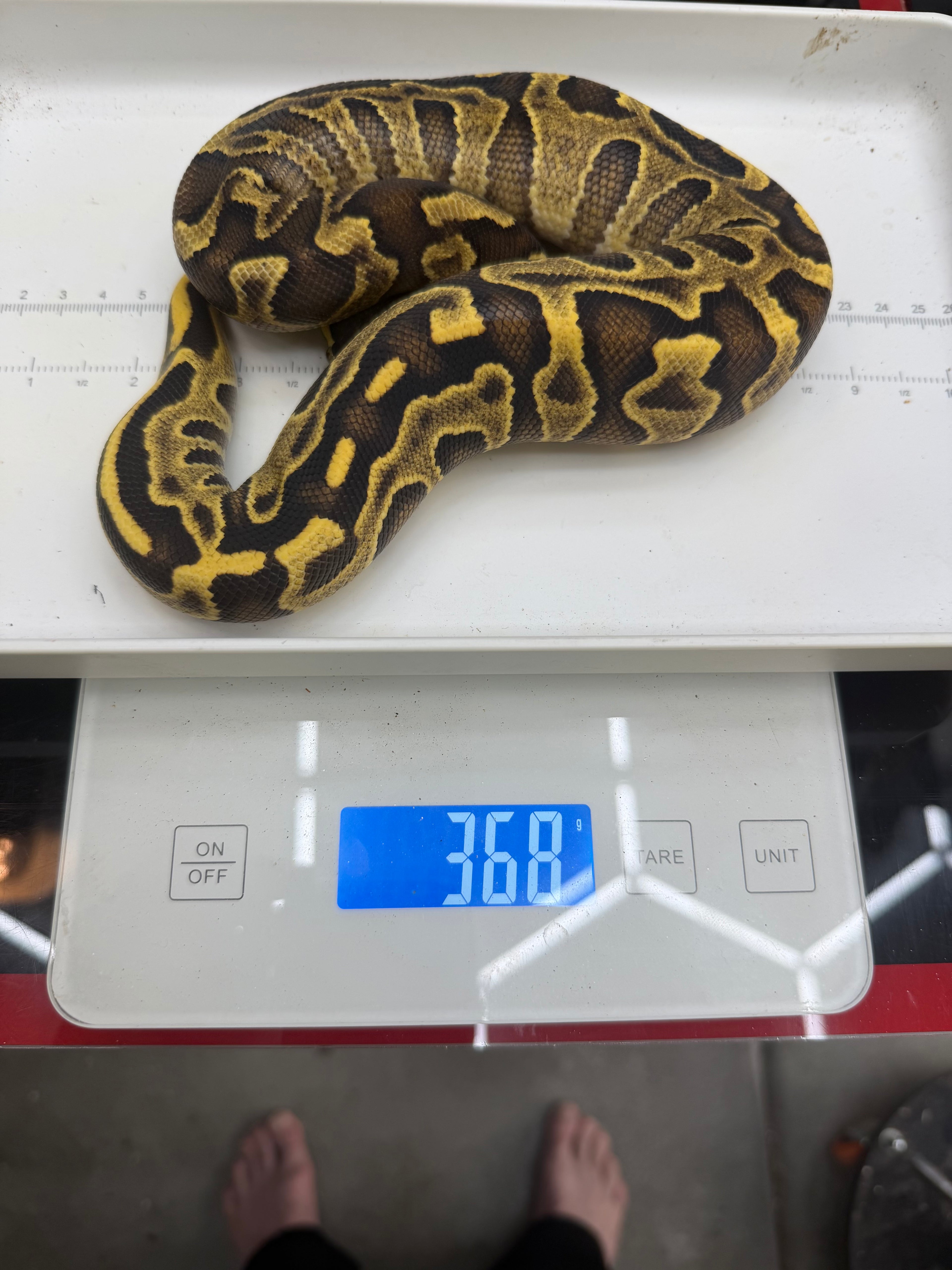 Stranger Yellowbelly Enchi Leopard GHI Het Clown