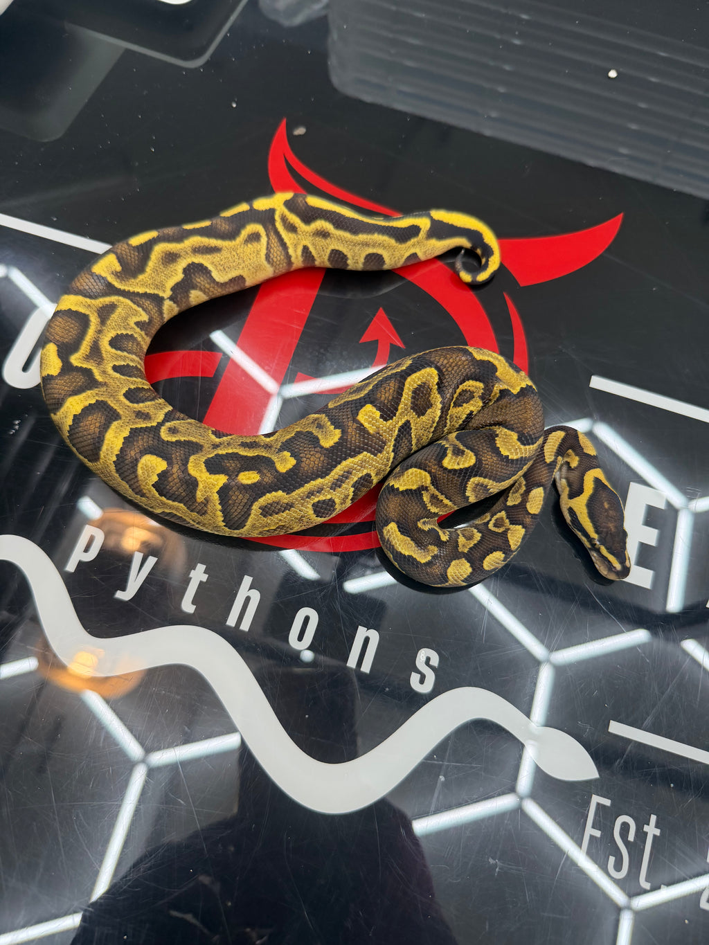 Stranger Yellowbelly Enchi Leopard GHI Het Clown