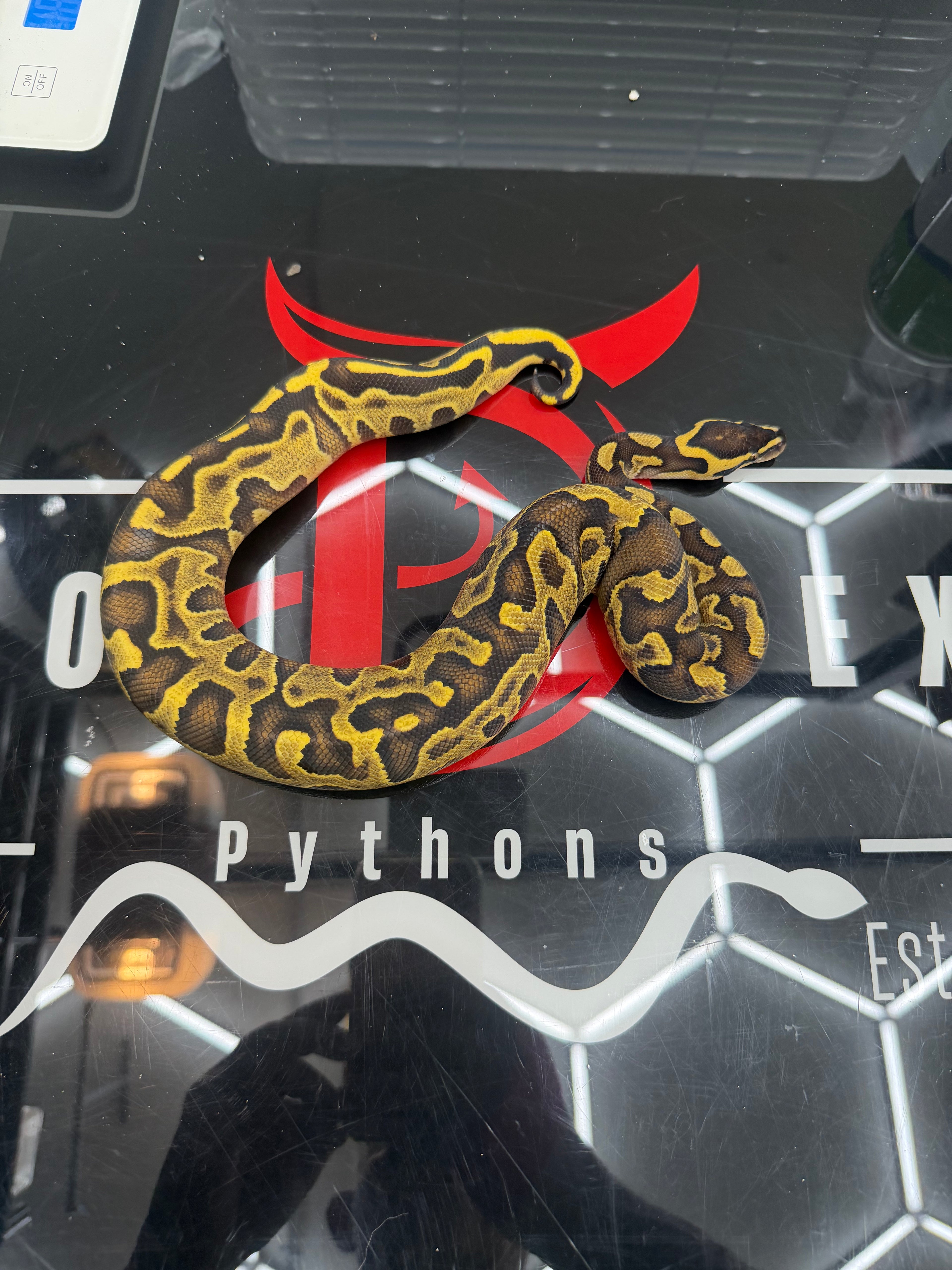 Stranger Yellowbelly Enchi Leopard GHI Het Clown