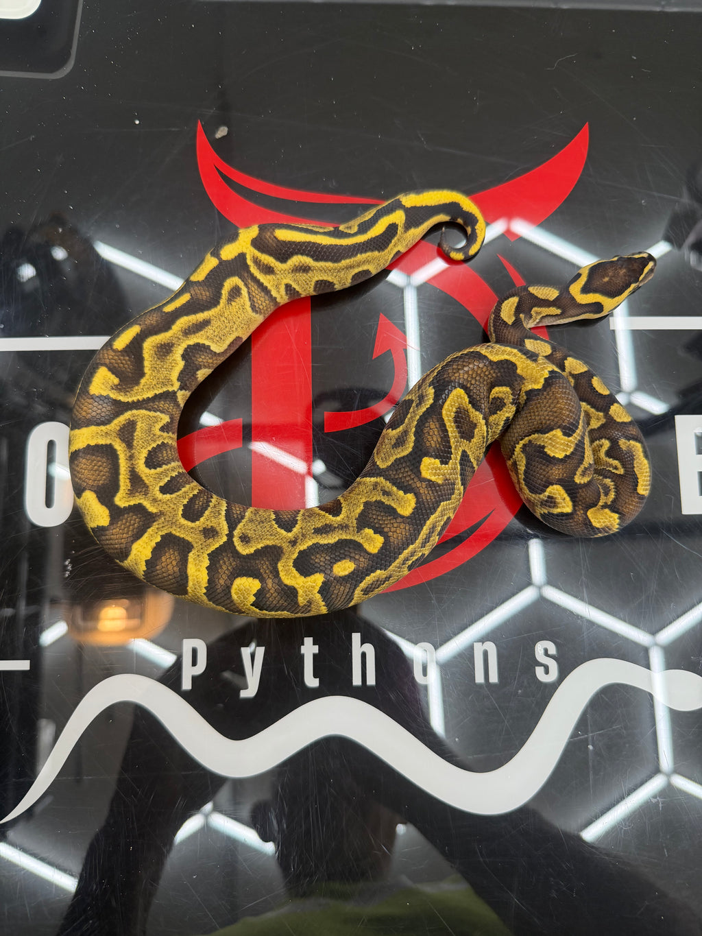 Stranger Yellowbelly Enchi Leopard GHI Het Clown